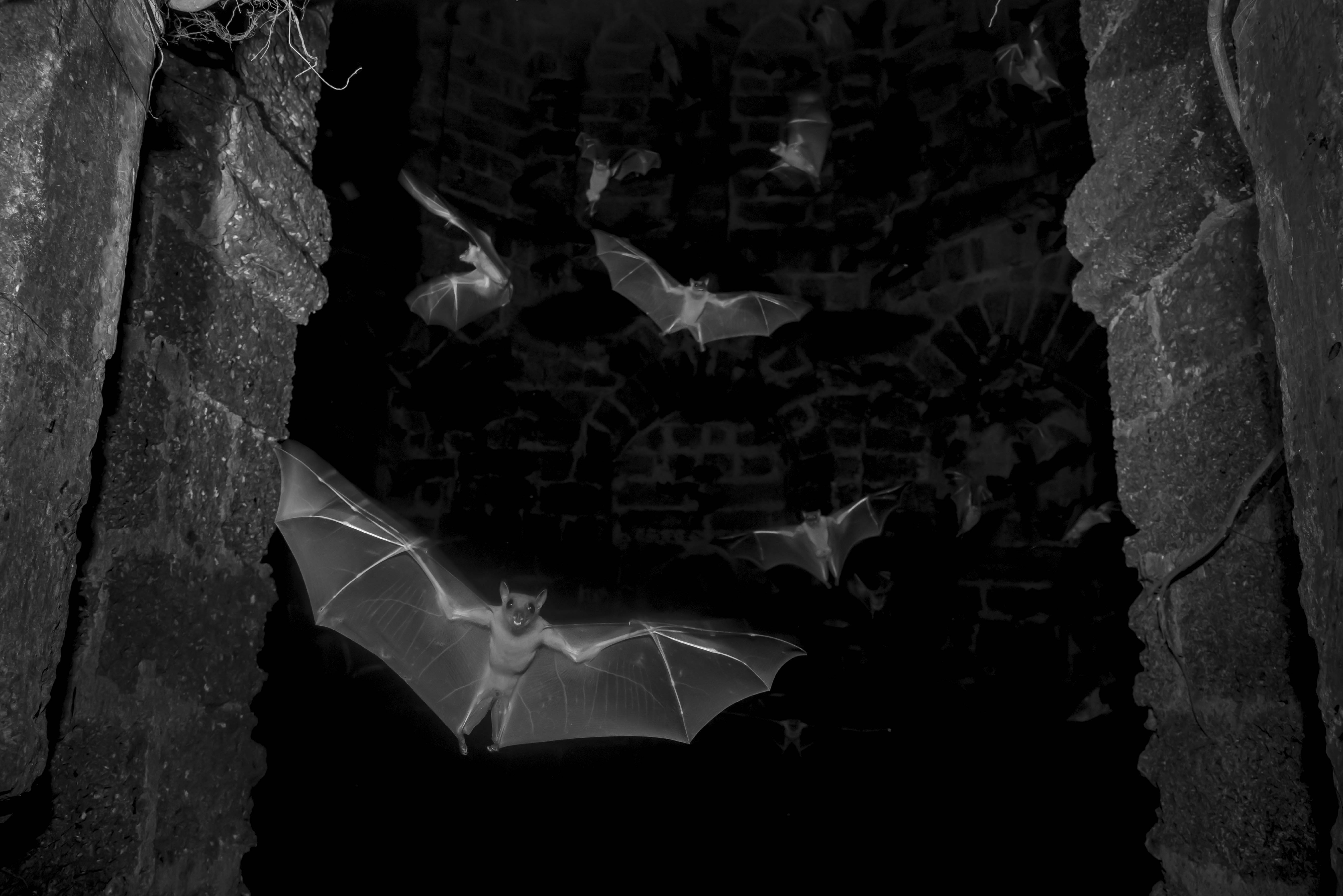 The big picture: Sitaram Raul’s bats in flight