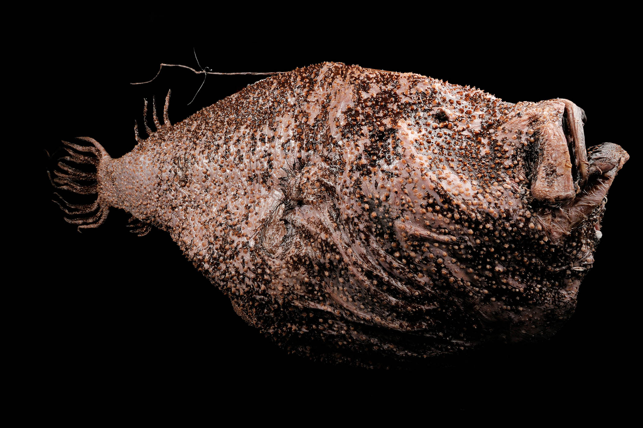 My week as a Krøyer’s deep-sea anglerfish