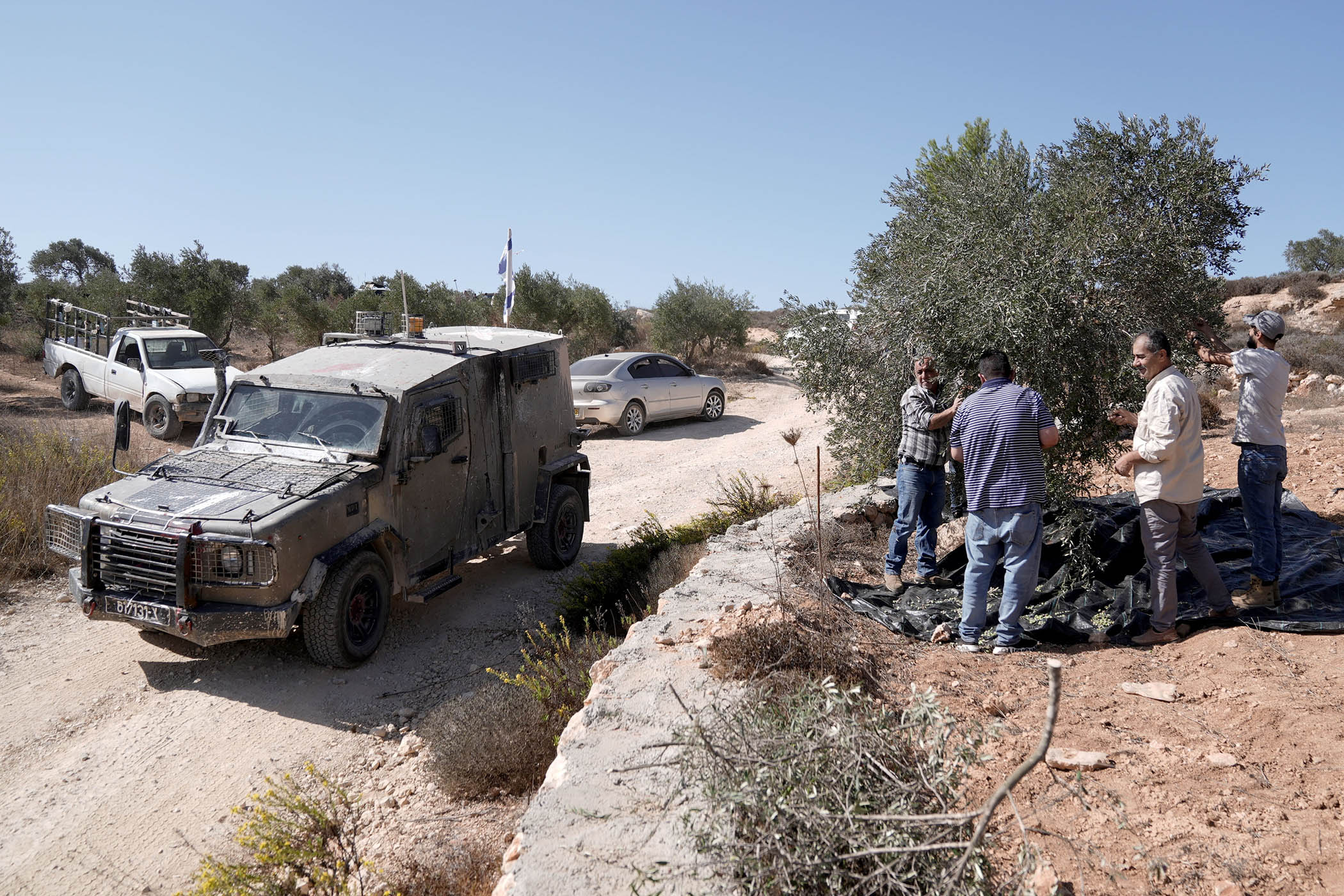 Palestinians continue the olive harvest in Turmus Ayya