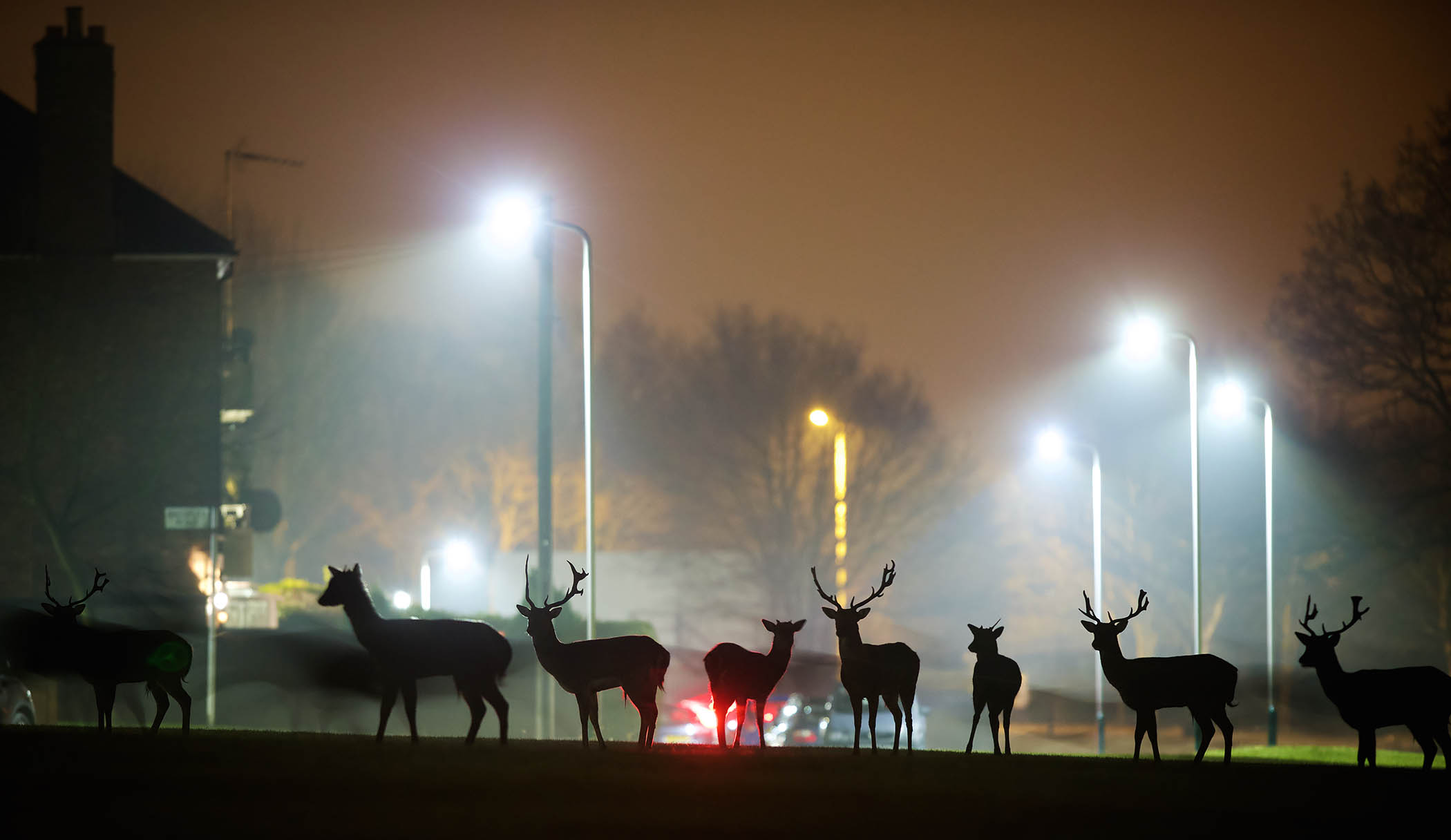 A group of wild urban fallow deer roam in Brentwood, Essex