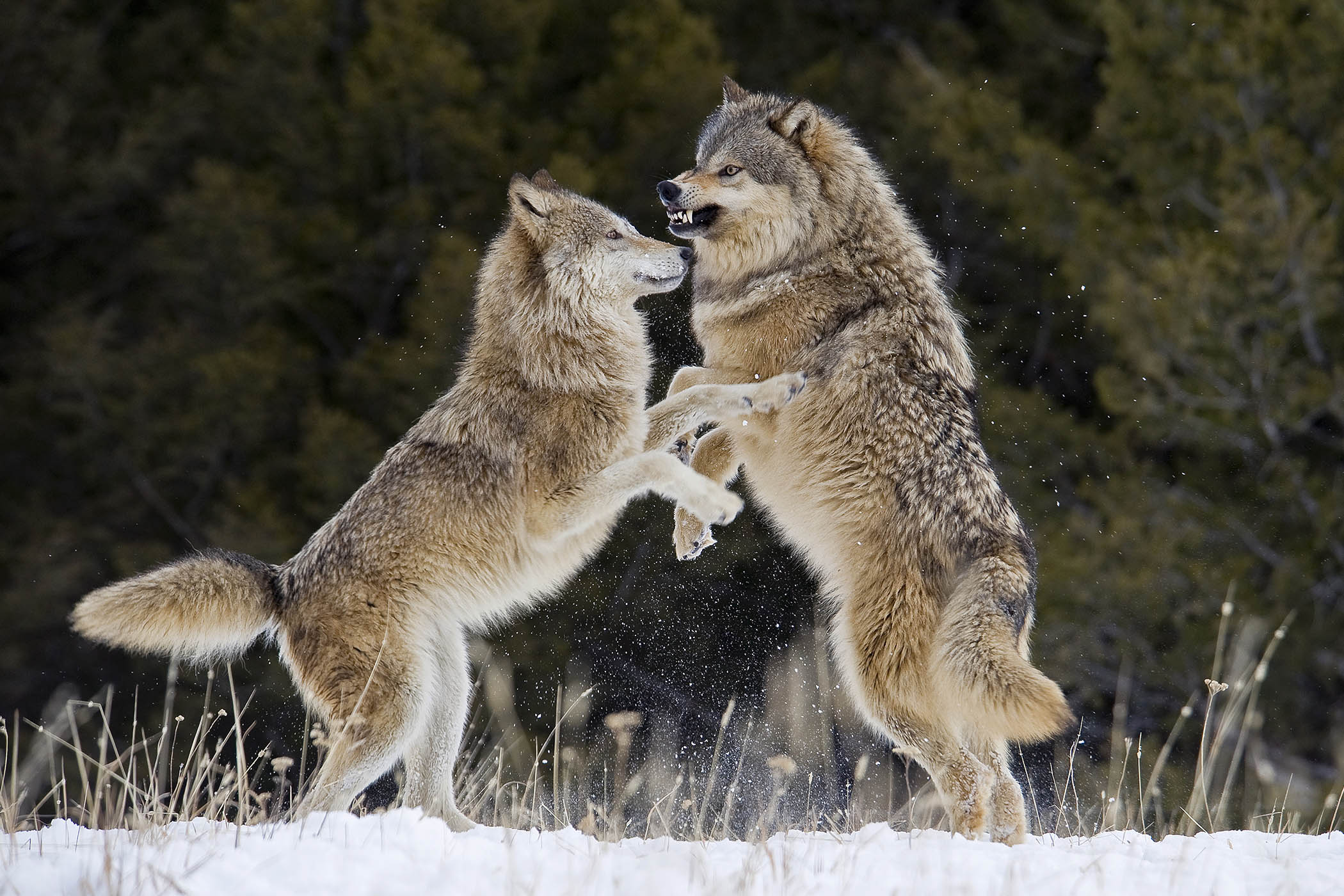 My week as an alpha male wolf
