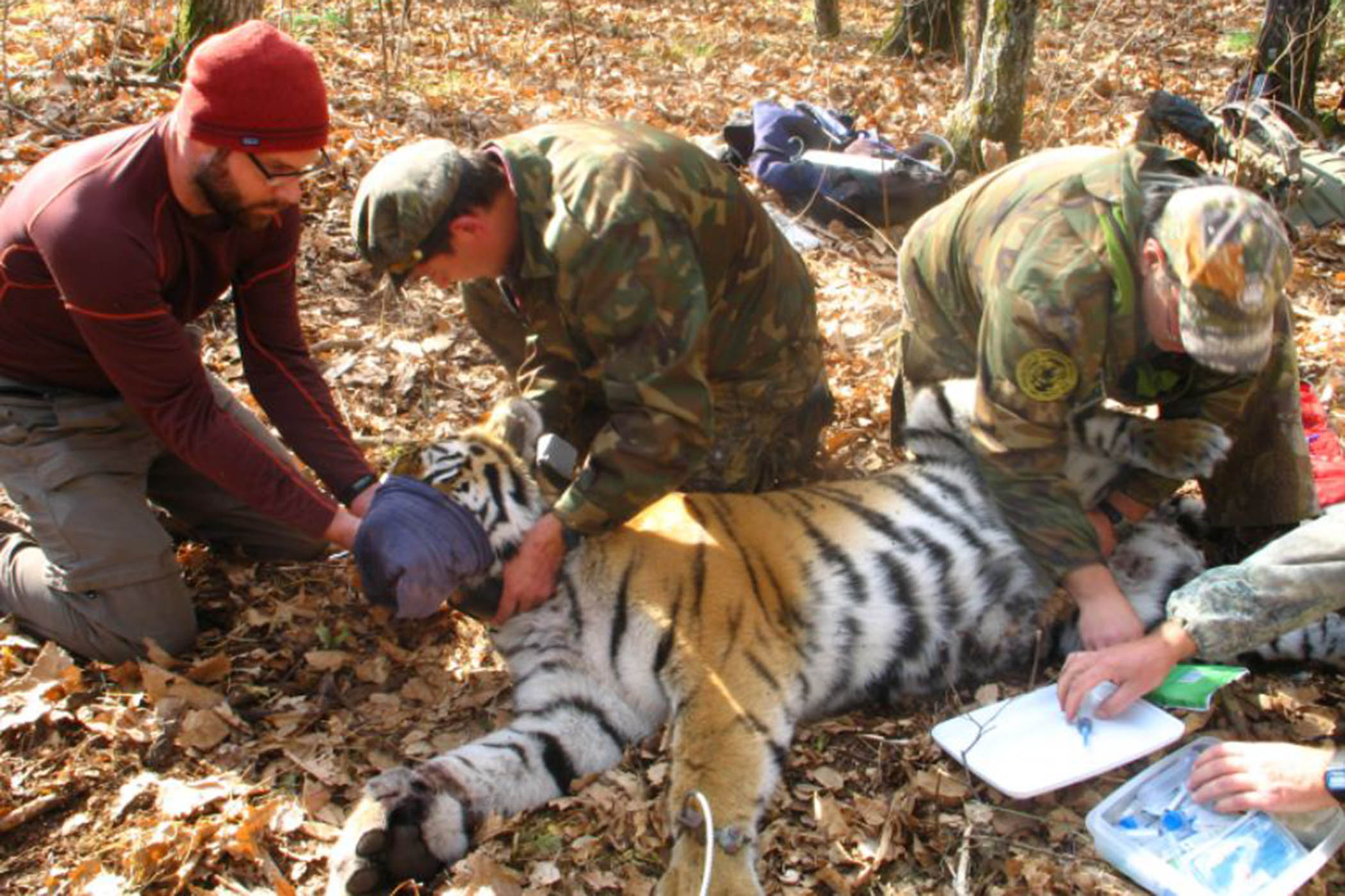 Jonathan C Slaght (left) – with Ivan Seryodkin (centre) and Dale Miquelle (right) – collaring a tiger in October 2011