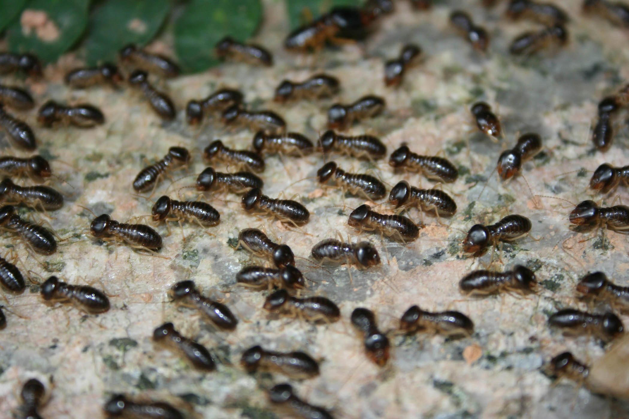 Soldier, engineer, gardener: my week as a termite