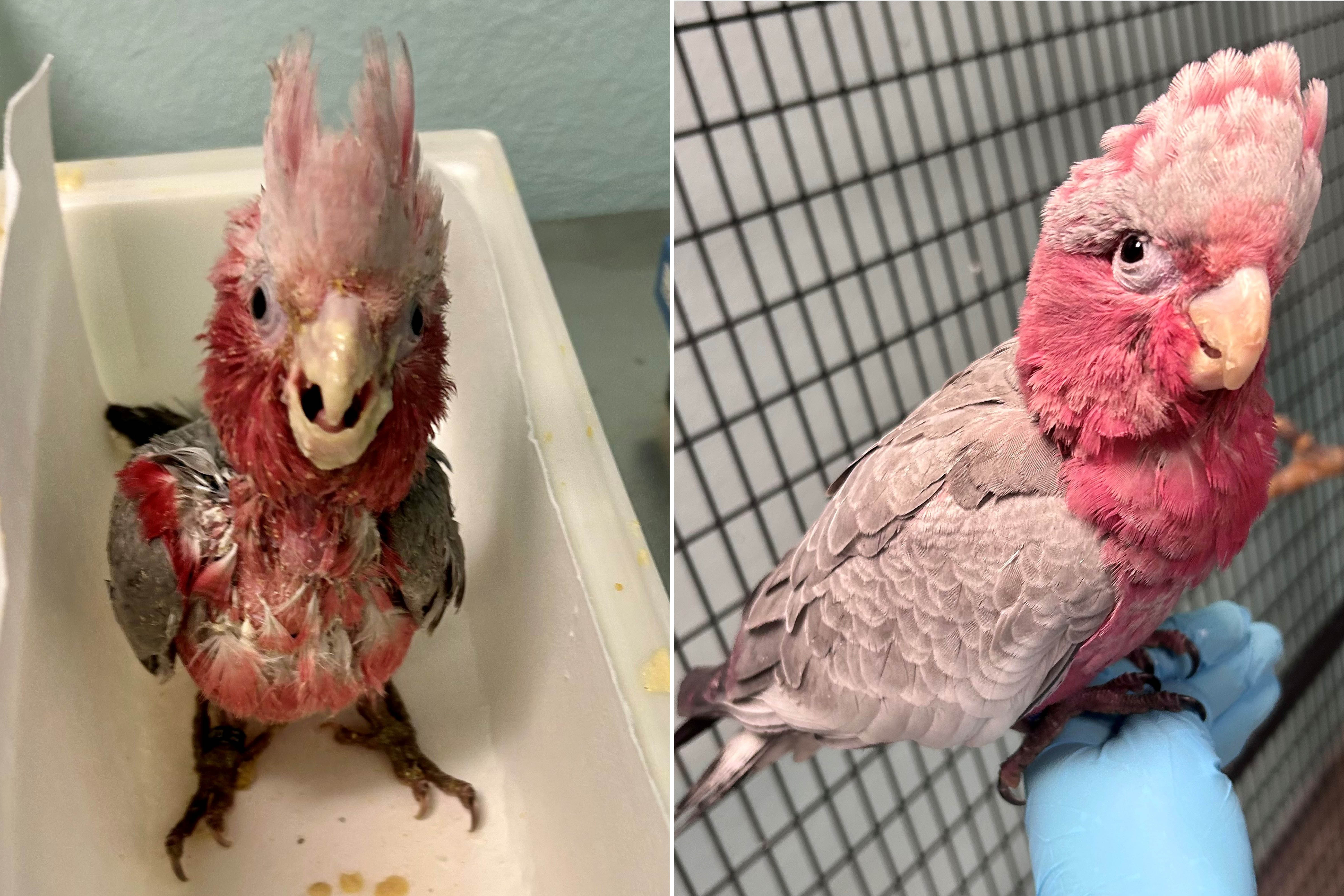 Damien before and after being cared for