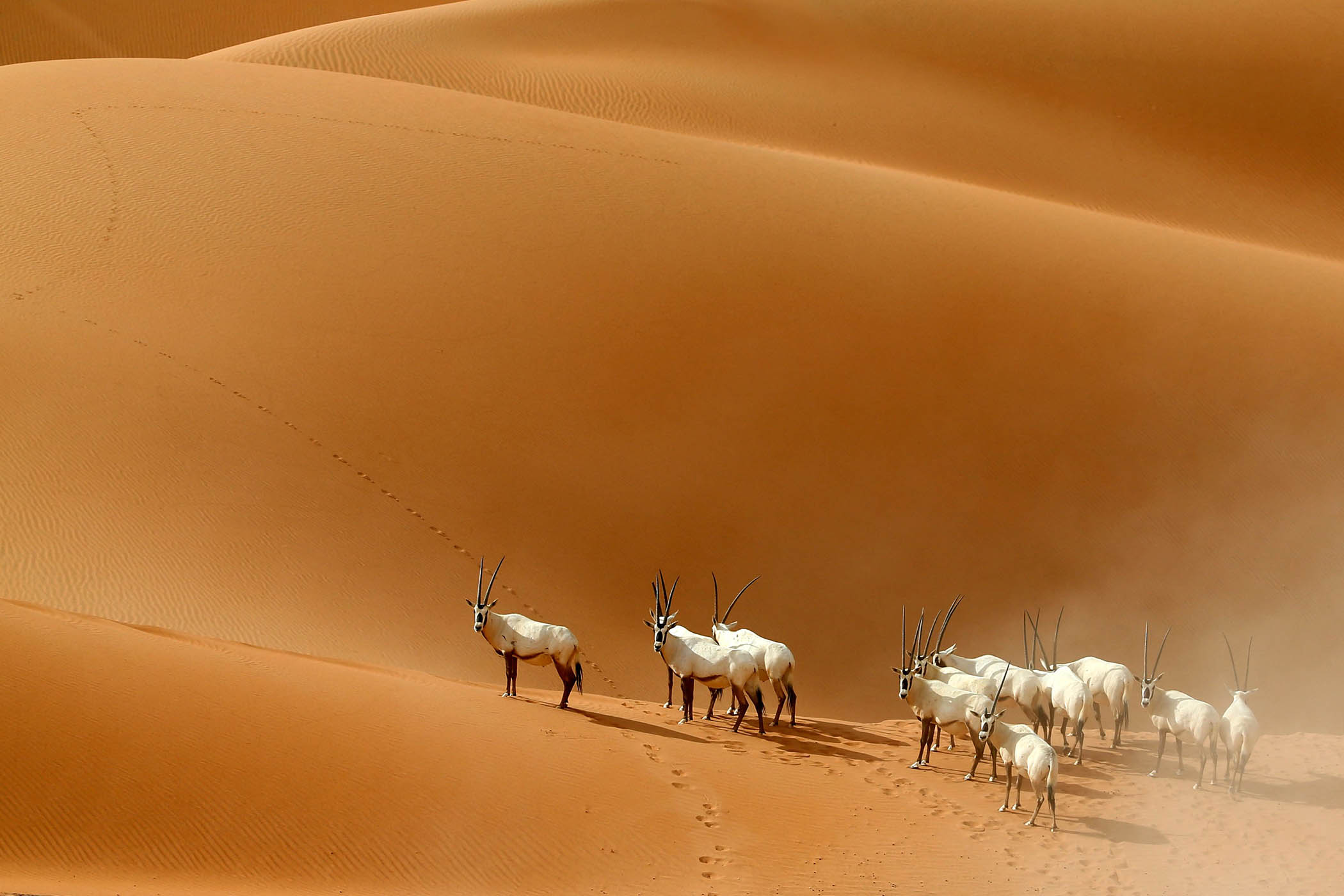 Arabian Oryx are seen at the Arabian Oryx Sanctuary in Umm Al-Zamool
