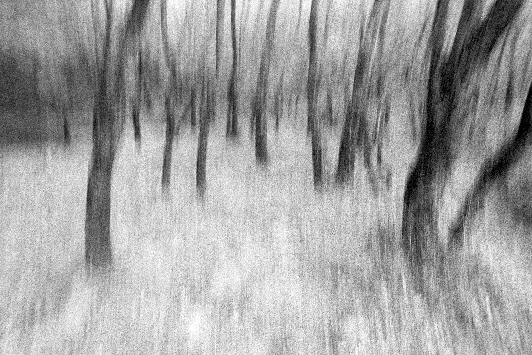 Woodland near La Sauceda