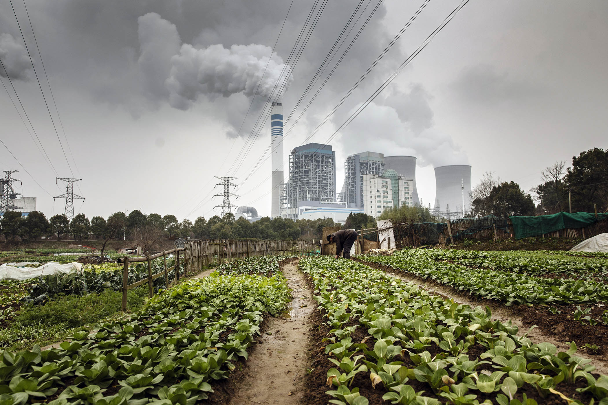 A man tends to vegetables growing next to a coal-fired power station in Anhui province