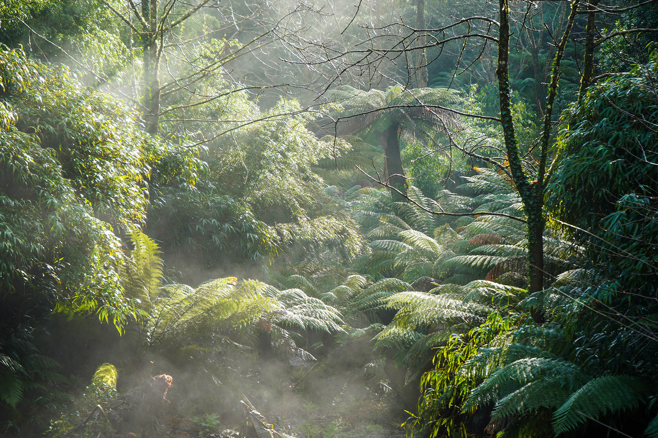 Into the mystic: the Lost Gardens of Heligan