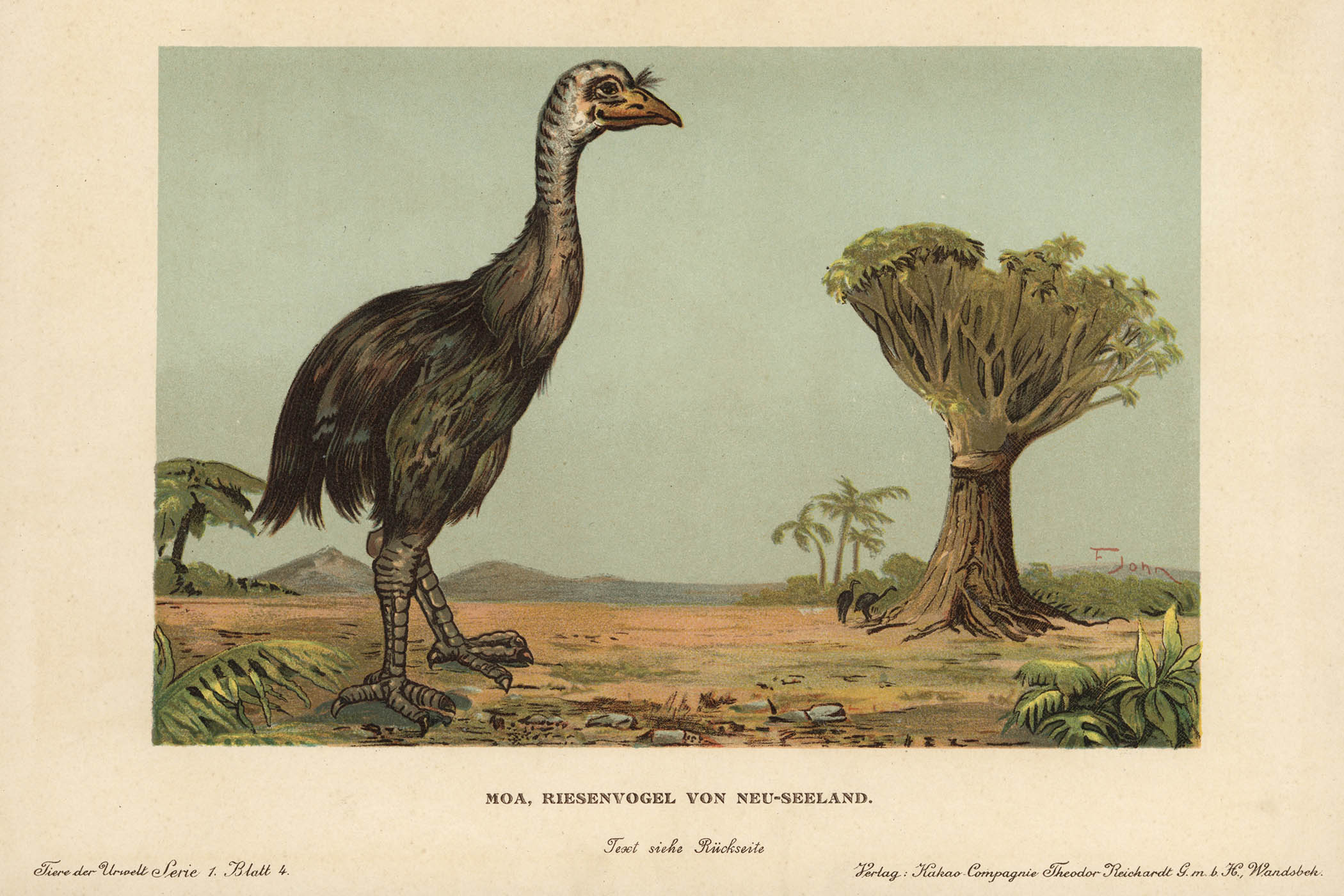 The giant moa bird, once native to New Zealand but now extinct.