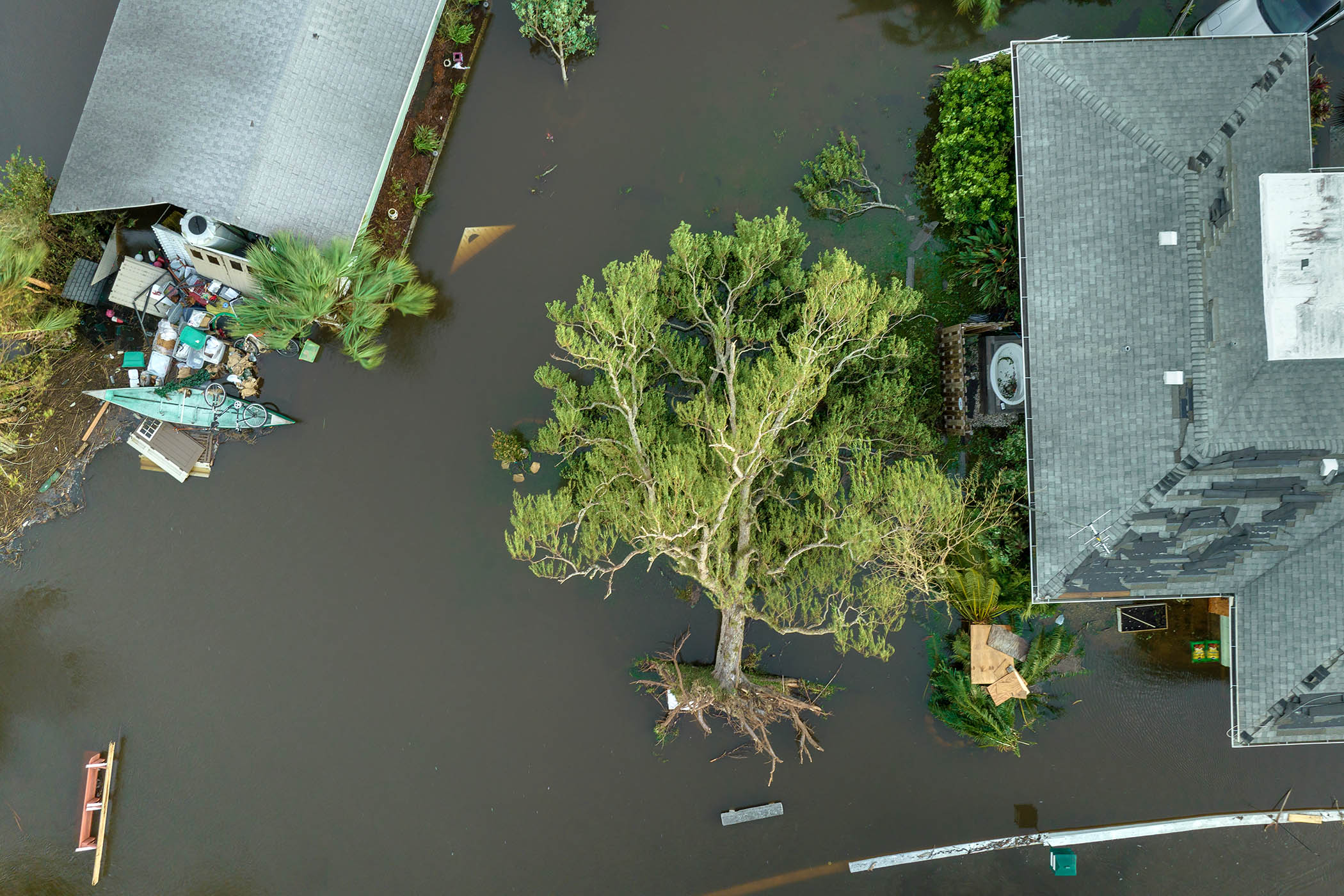 Above: ‘nuisance flooding’ or further evidence of our climate emergency? A residential area in Florida following Hurricane Ian, 2021; main picture: a sperm whale shepherds her calves.