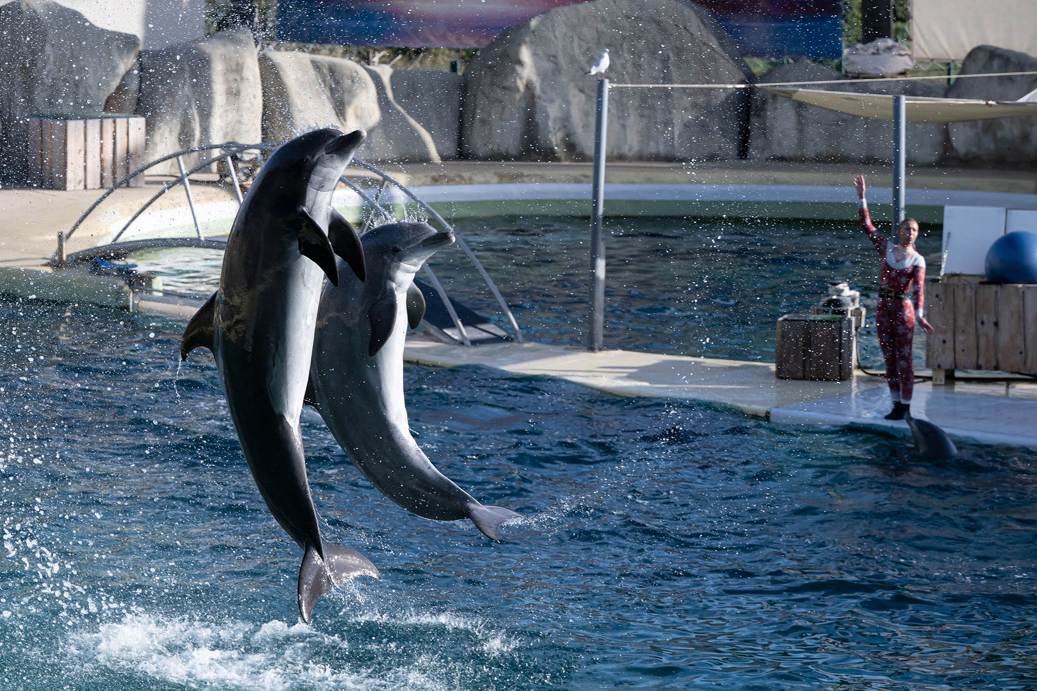 Bottlenose dolphins pictured at Marineland in January