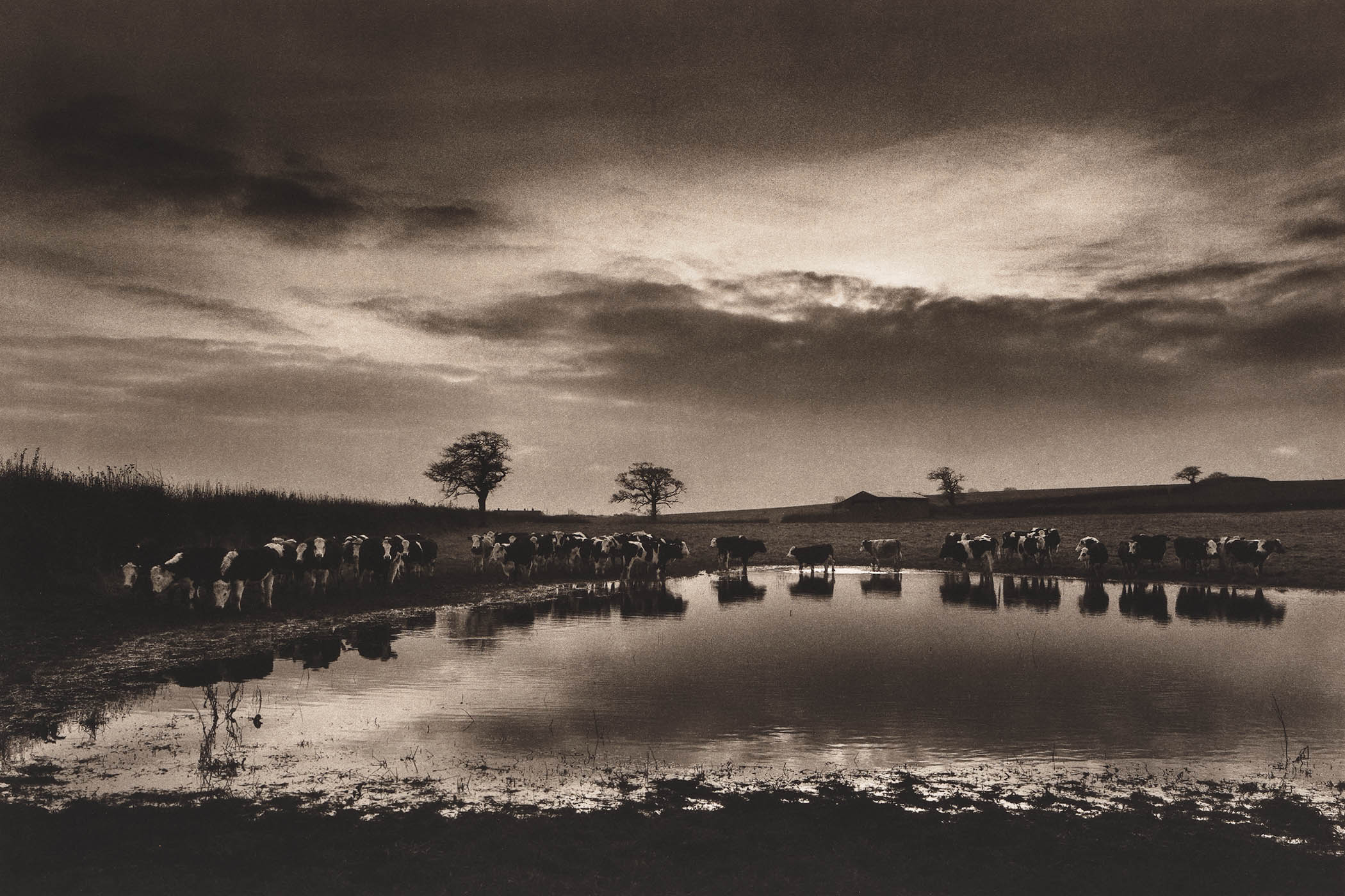 Cows on Flooding Meadow in Somerset in 1992
