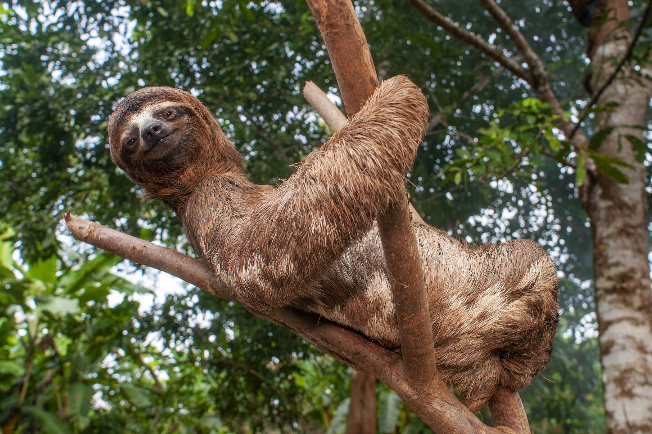‘Speed is for losers’: my week as a brown-throated three-toed sloth