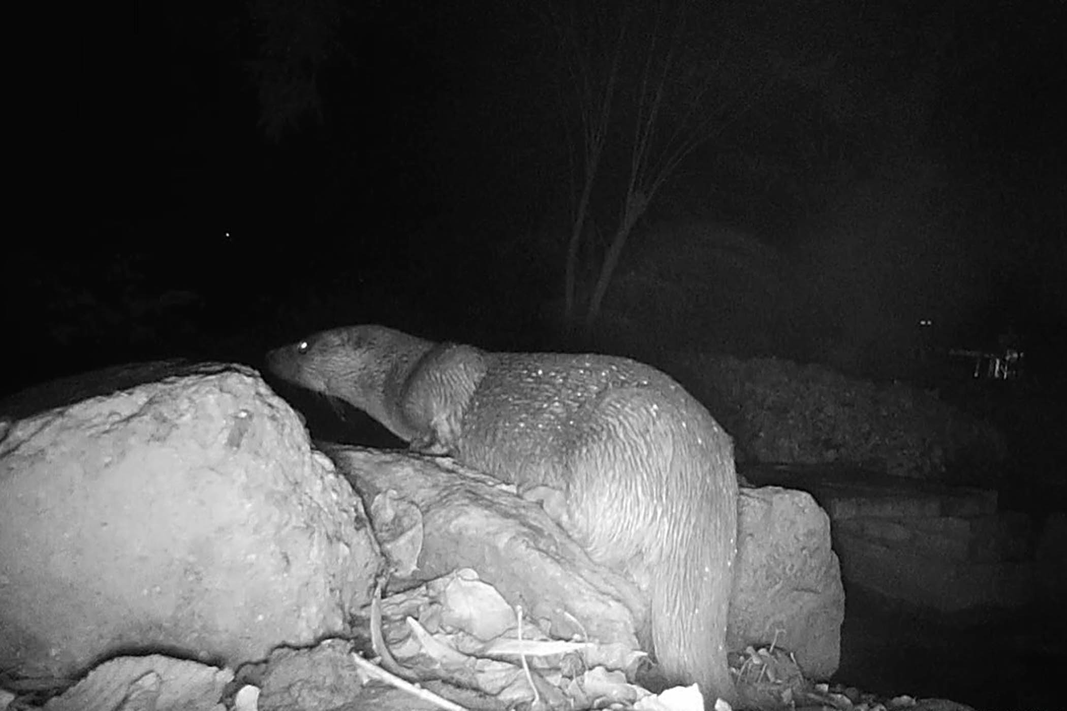 Otter is Cambridge University’s latest furry fresher