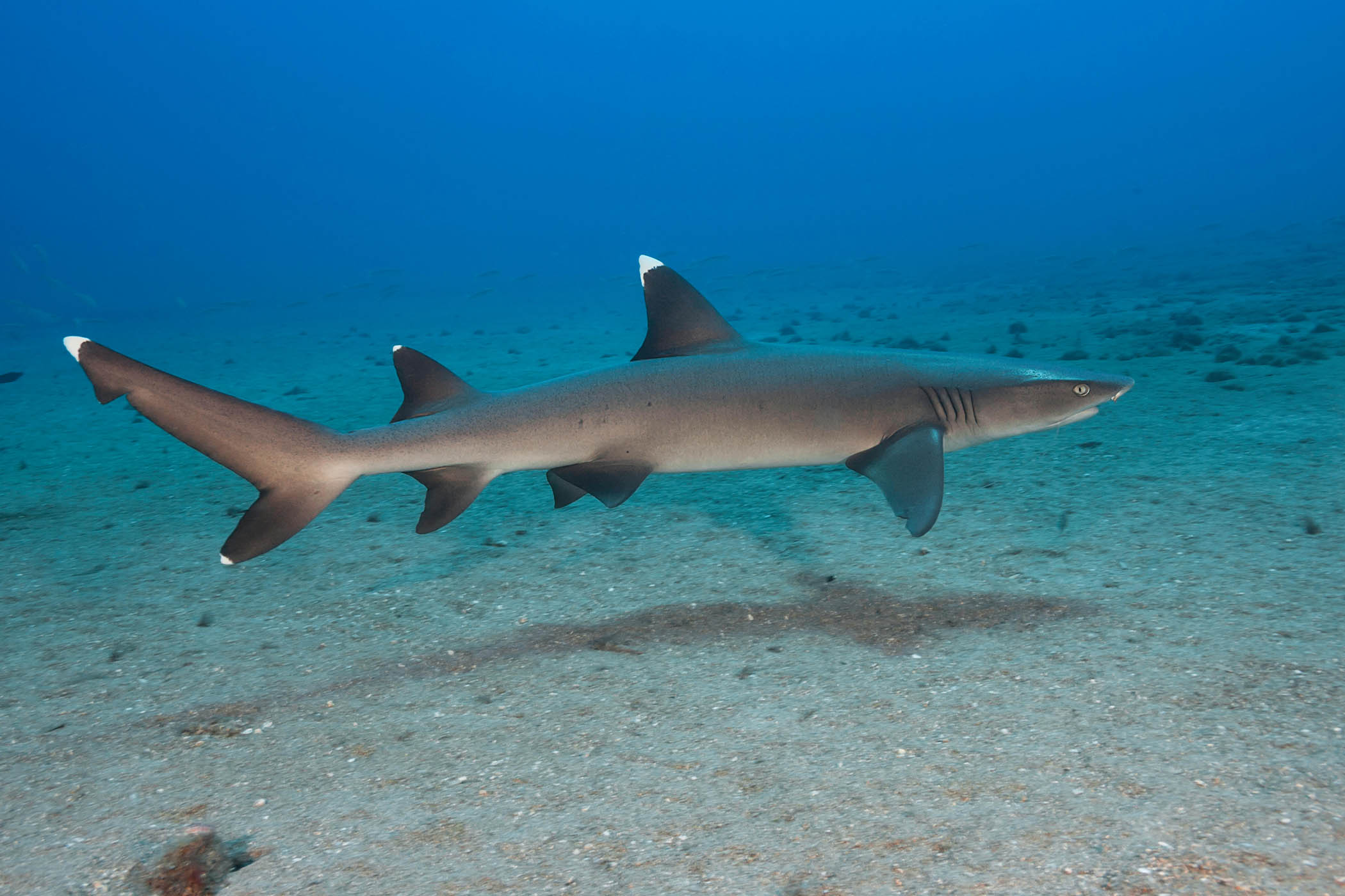 ‘I can sense the faintest hint of electricity’: my week as a whitetip reef shark