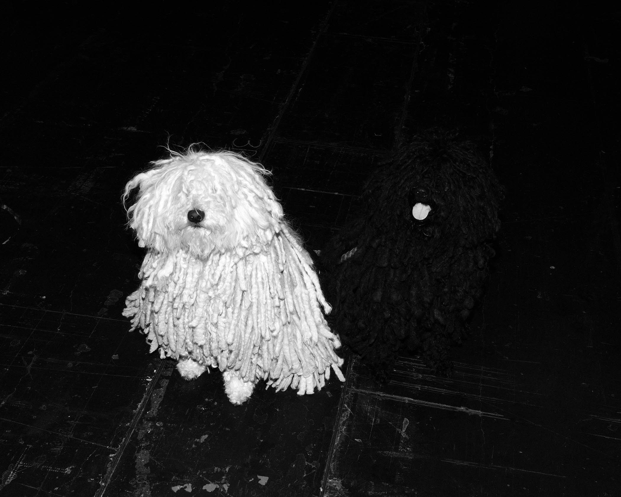 Two mop-topped Hungarian pulis