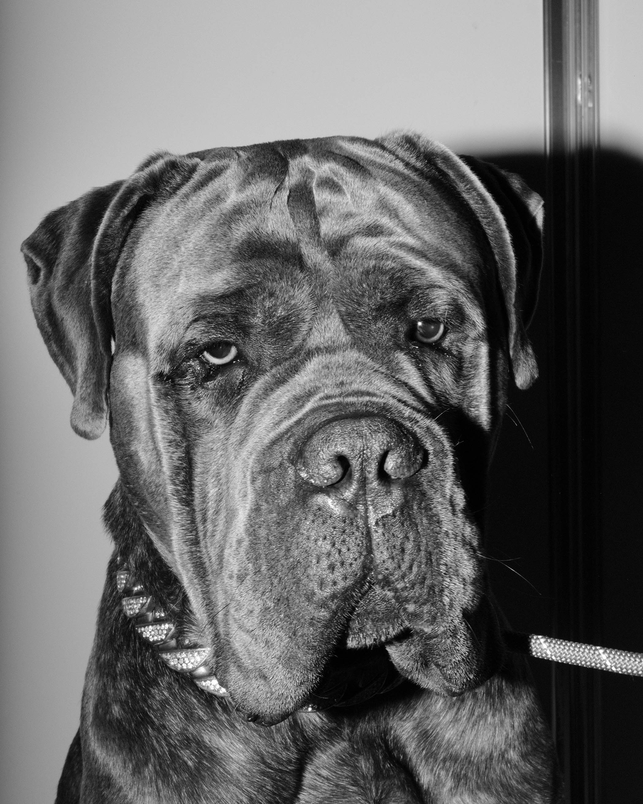 Shadow, a mastiff with a sunny disposition