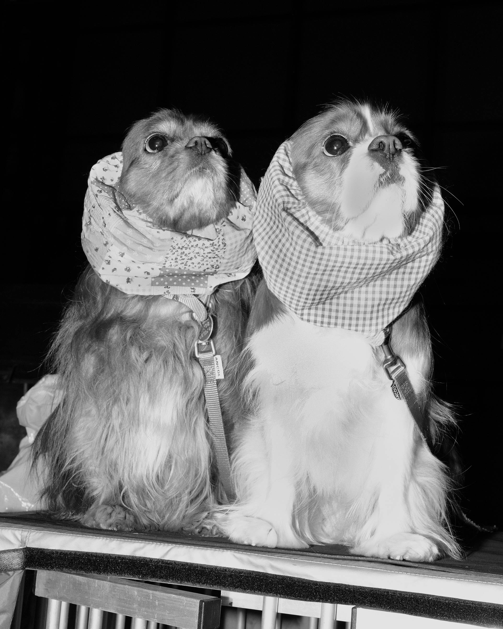 Liberty and Phoebe, cavalier King Charles spaniels