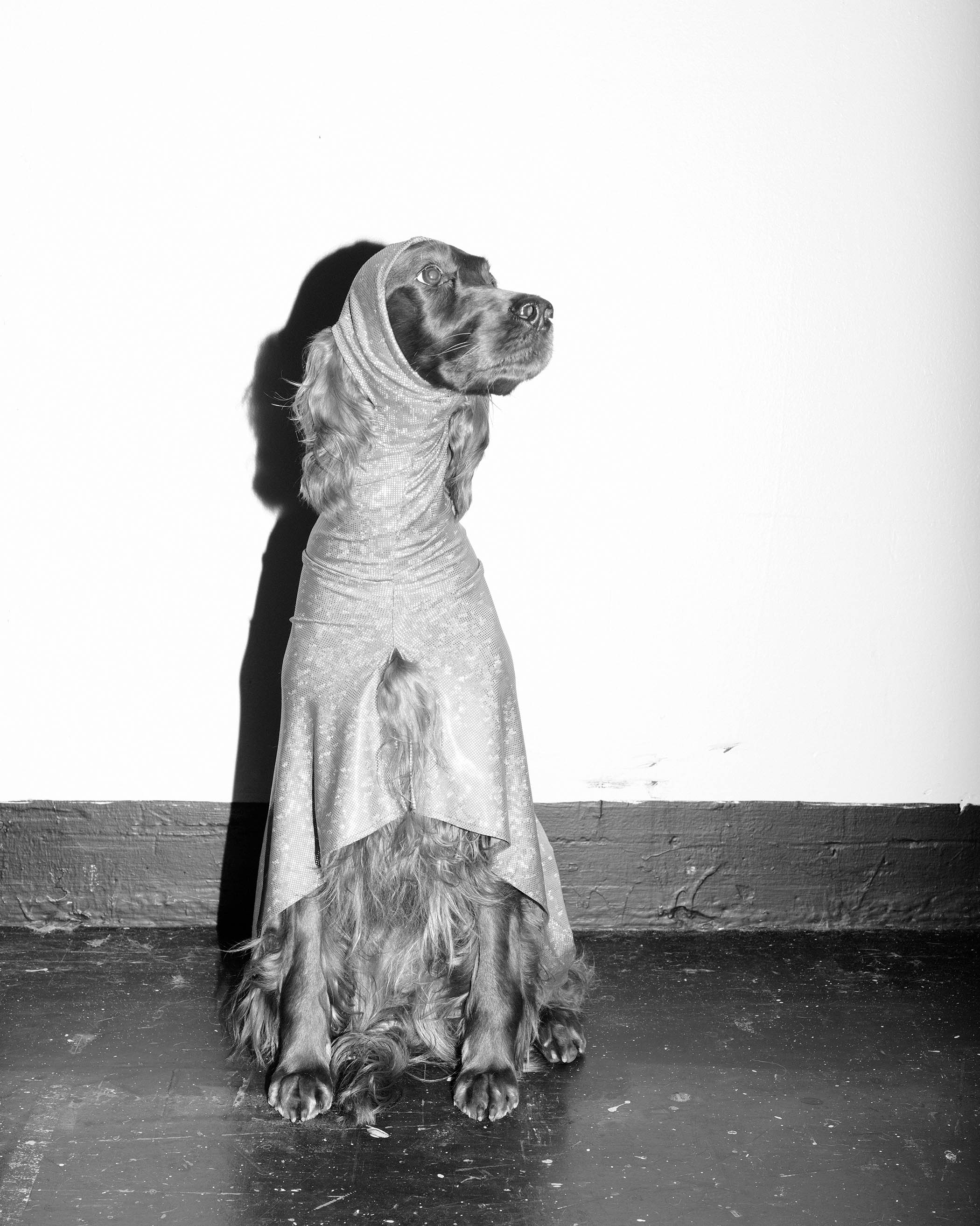 An Irish setter, all dressed up