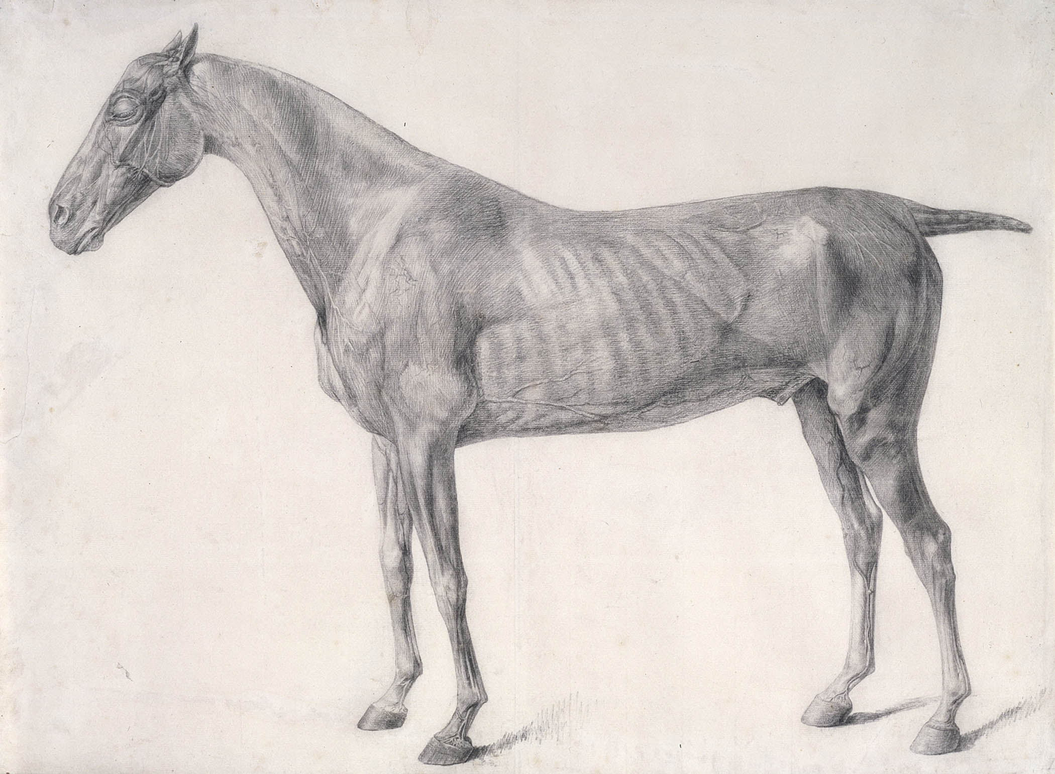 Finished study for the First Anatomical Table of the Muscles, Fascias, Ligaments, Nerves, Arteries, Veins, Glands, and Cartilages of the Horse. (1756-1758)