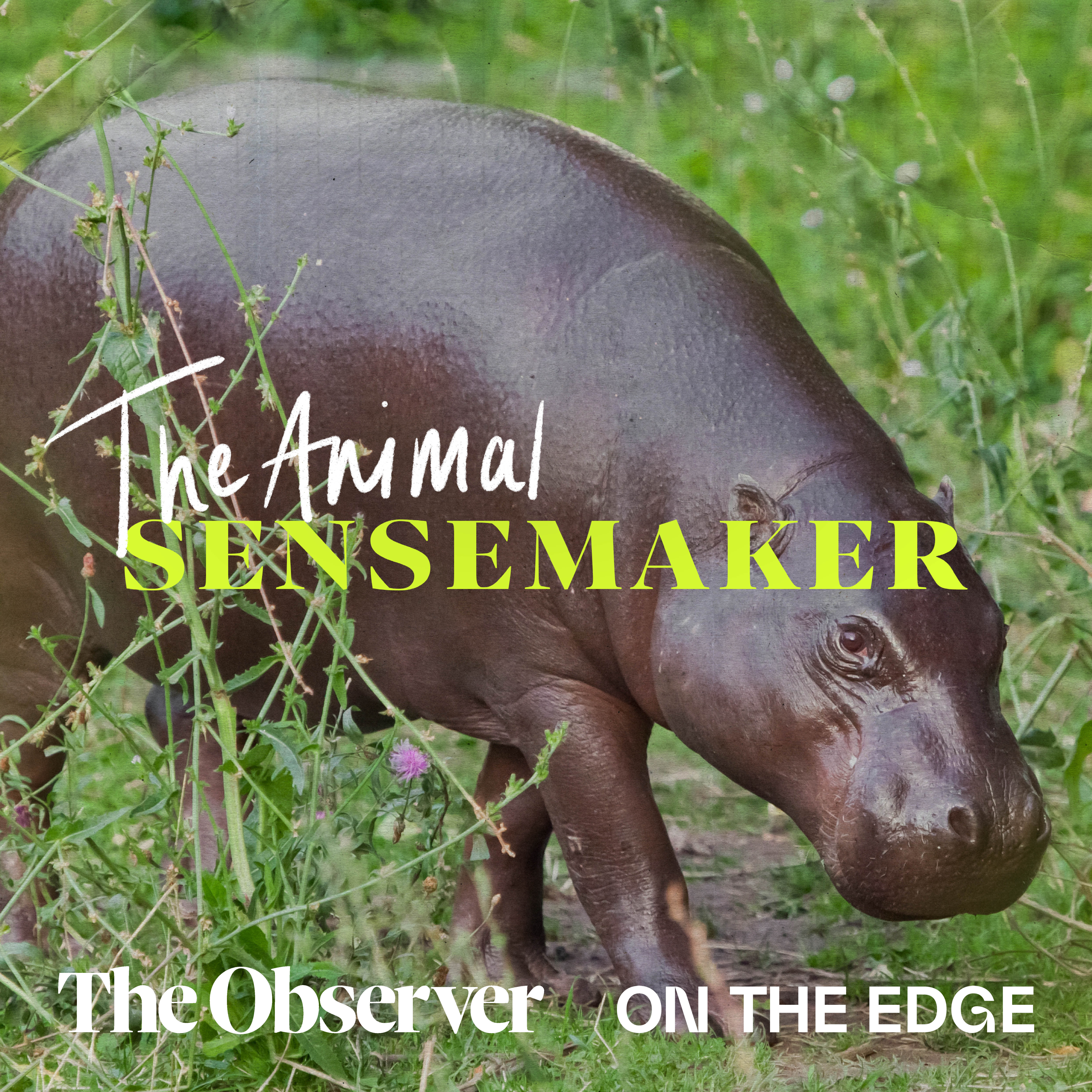 Pygmy hippo: The internet’s chunky best friend