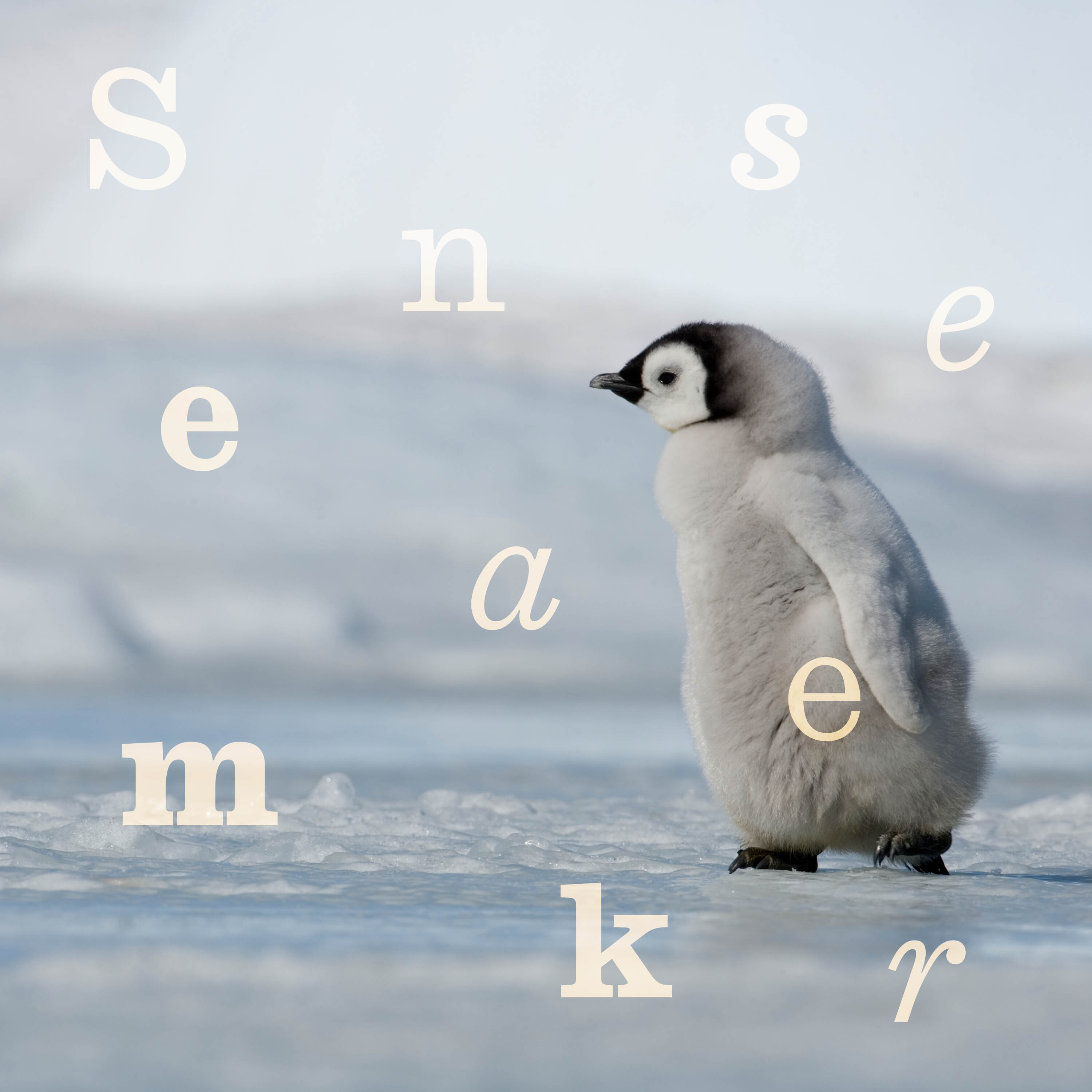 We’re losing the race to save the emperor penguin