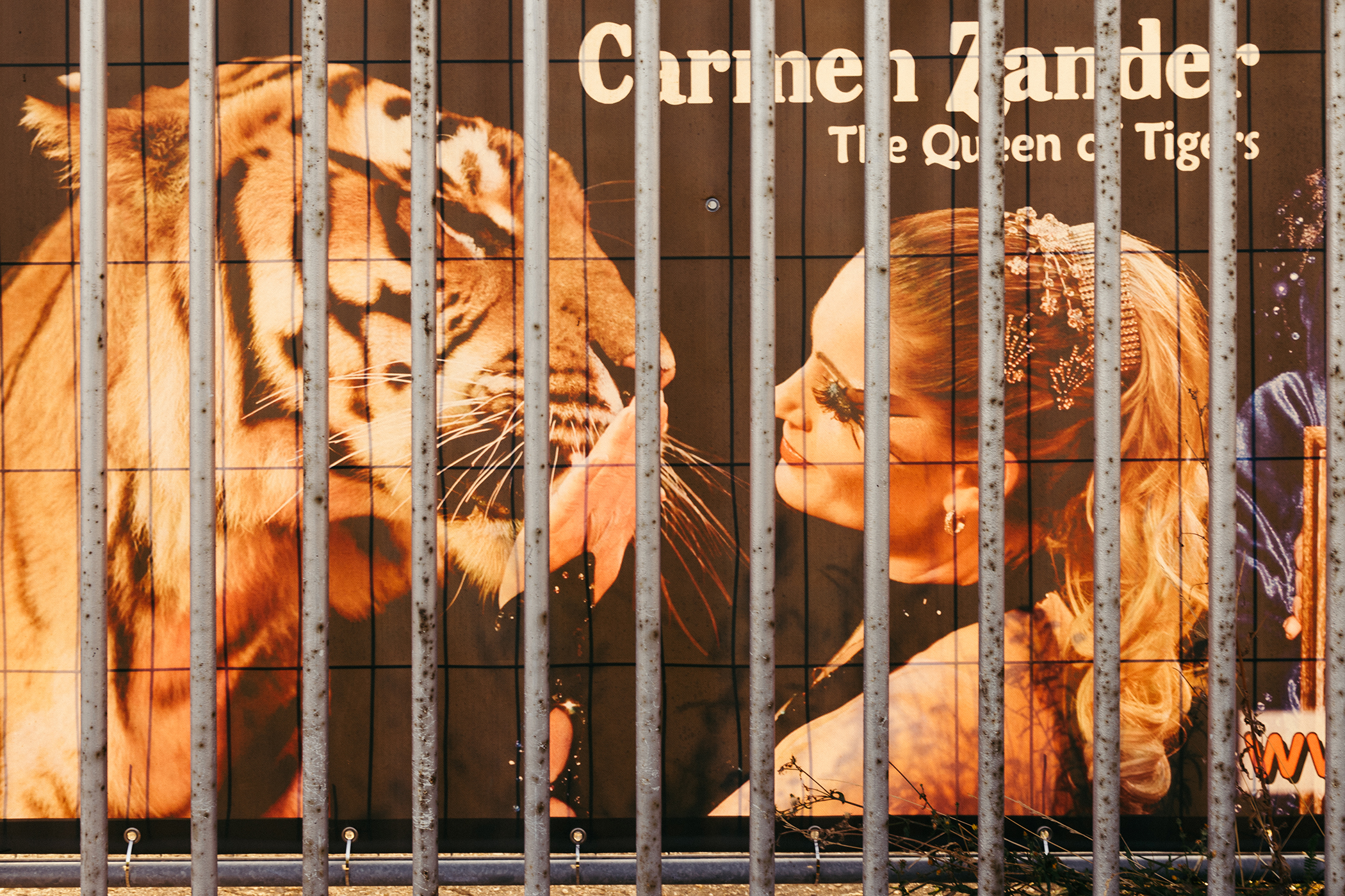 The tiger queen, the mauling and a German town on edge