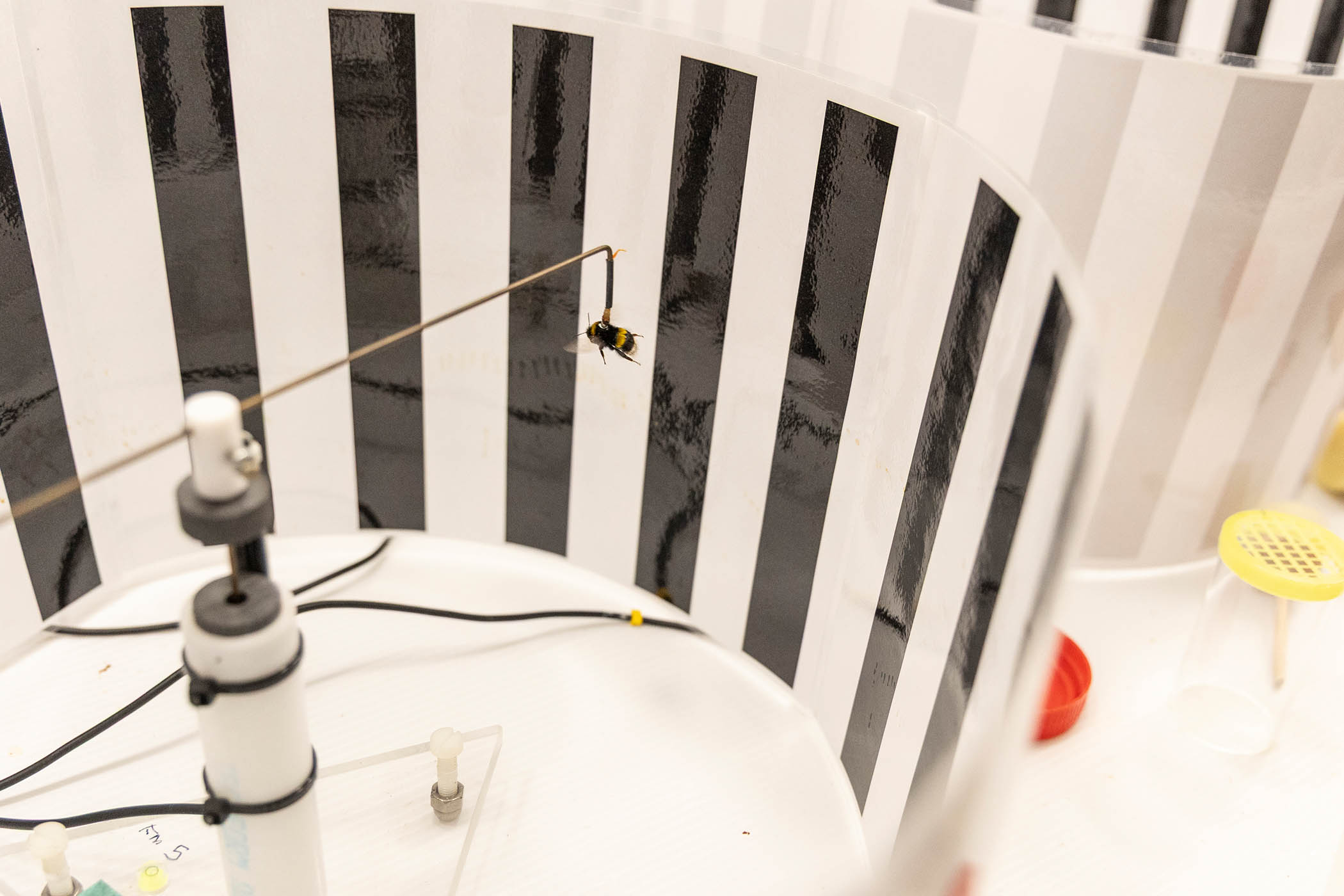 A bee is put into the bee trapeze, or flight mill, in order to study the effect of pesticides