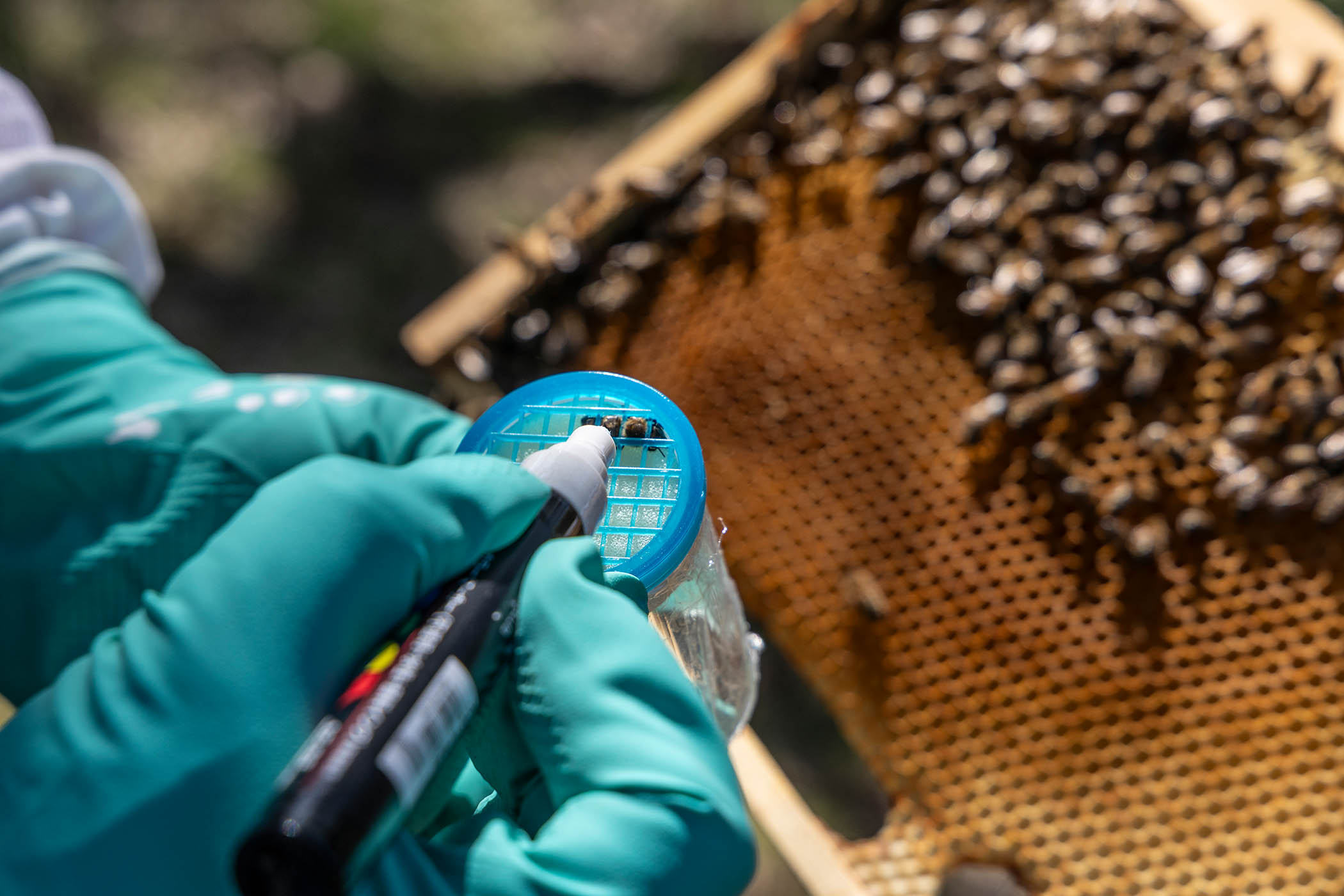 Peter Graystock studies a honey bee at Imperial College London’s Silwood Park campus in Berkshire