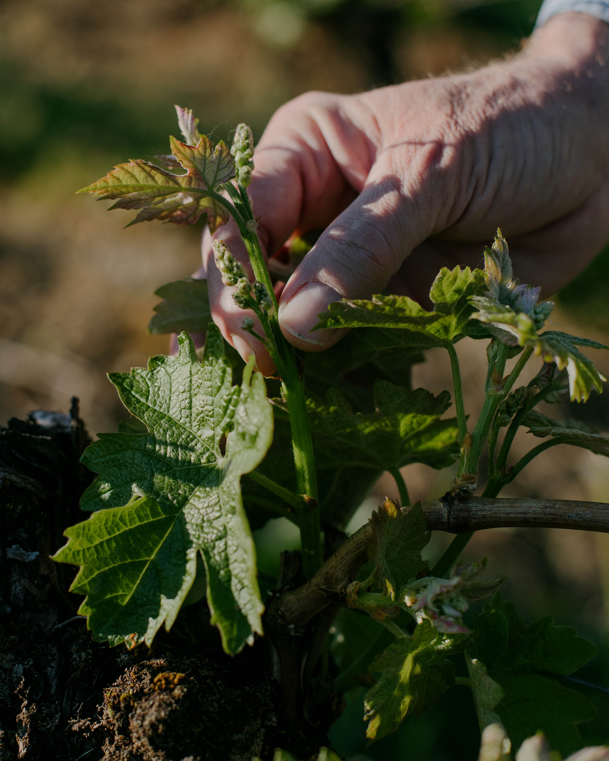 Close-up of young grape clusters in the Entre-Deux-Mers region around Bordeaux