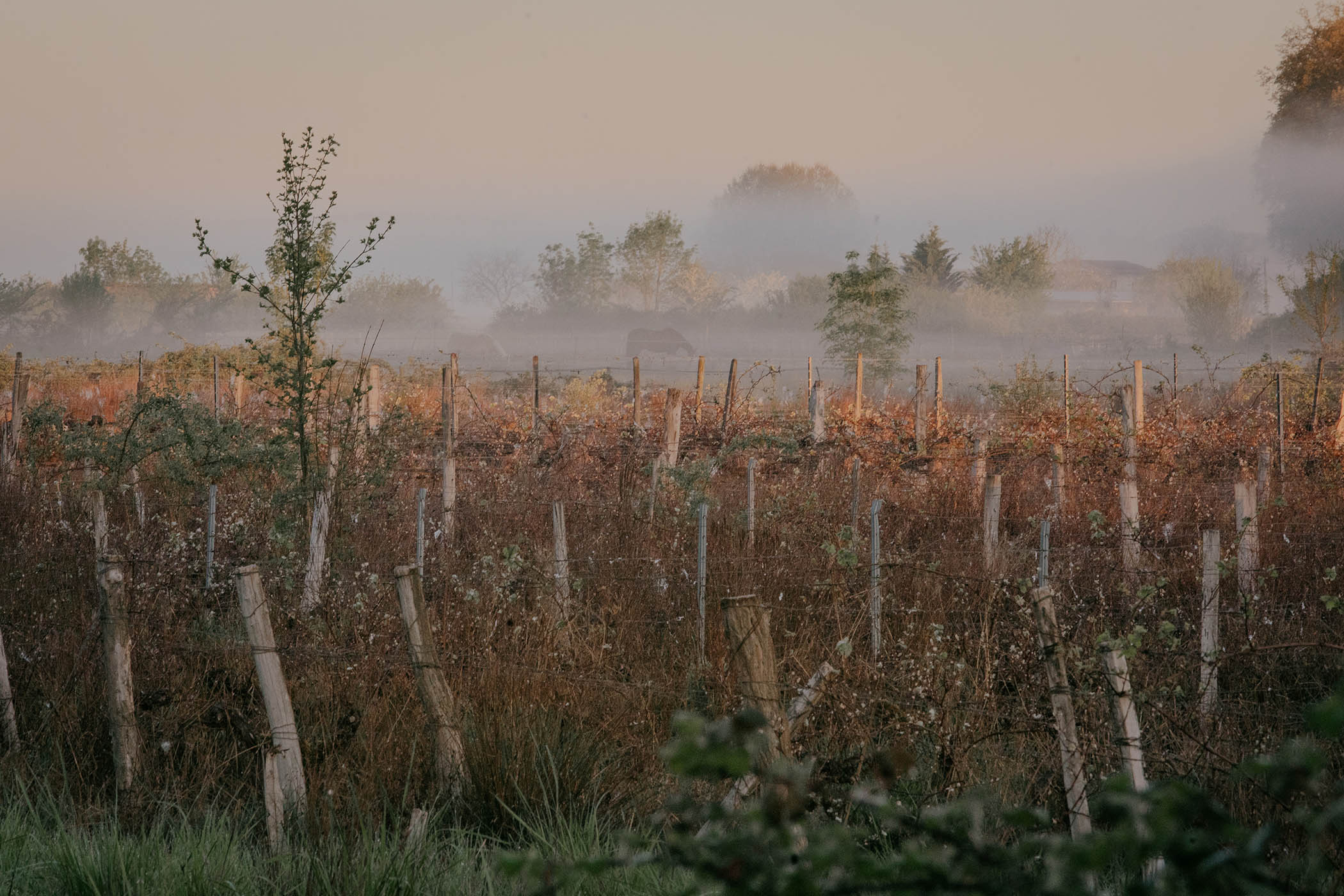 Along the roads of the Entre-Deux-Mers region around Bordeaux, several vineyards appear to be abandoned,