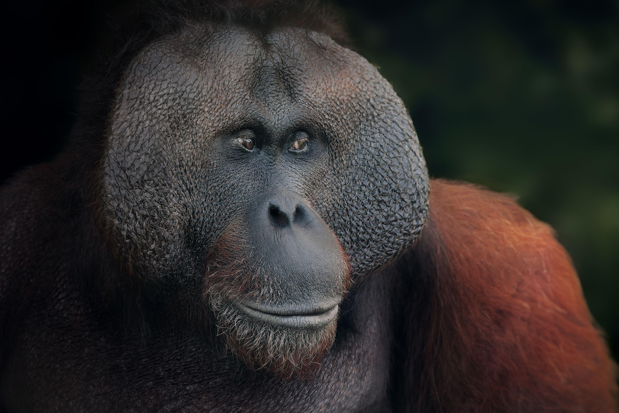 ‘Napoleon’s orangutan had beautiful manners, but she was not made for Paris...’
