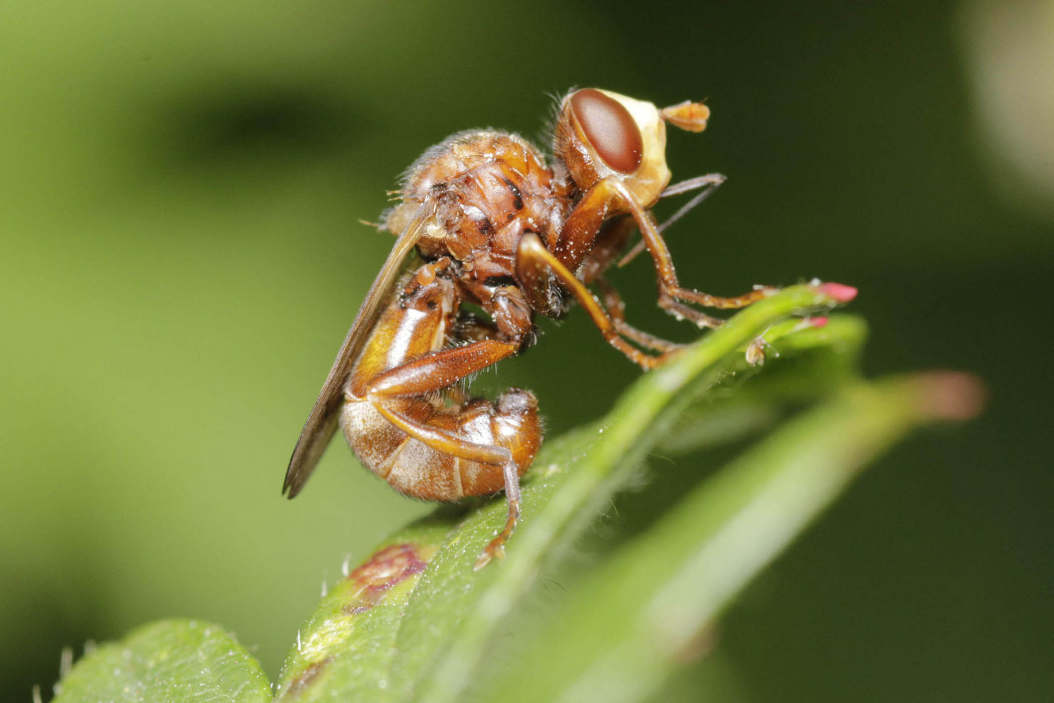 ‘Meat tastes so much better when it’s still alive’: my week as a ferruginous beegrabber