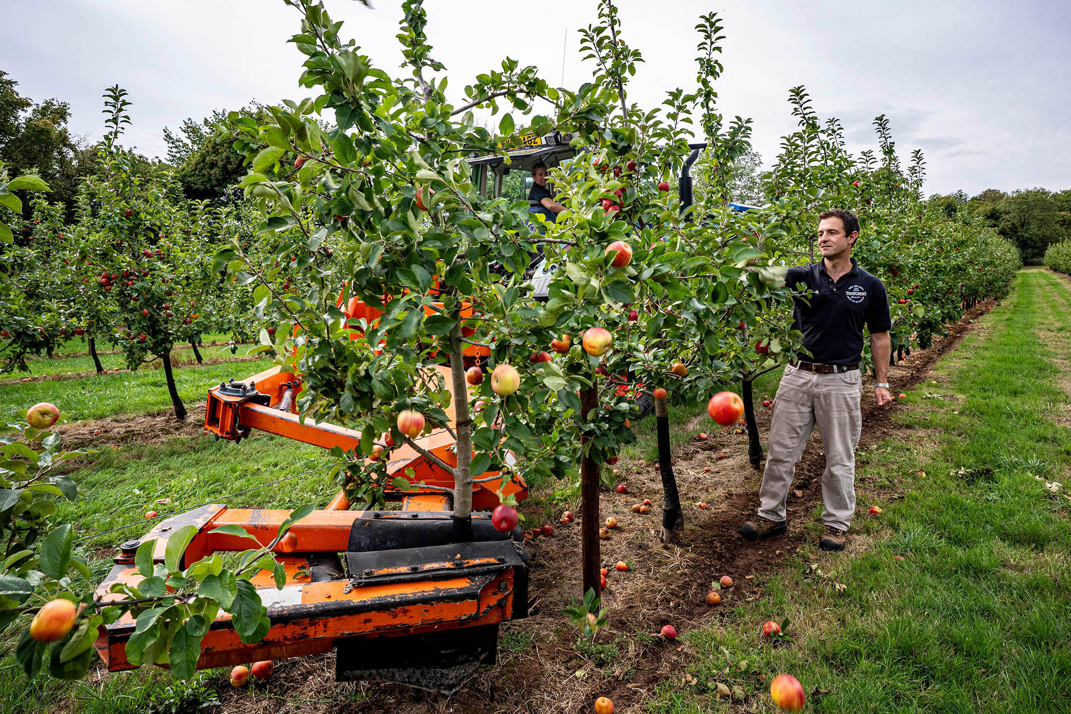 Heatwaves force cider-makers into early harvest – but the taste may be worth a toast