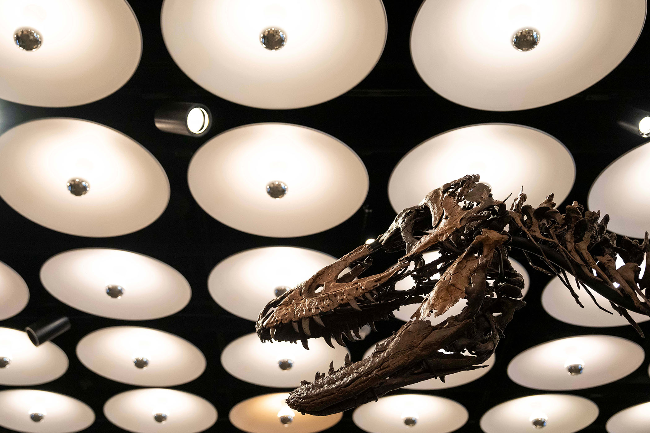 Dinosaur fossils are the new status symbol for the ultrarich