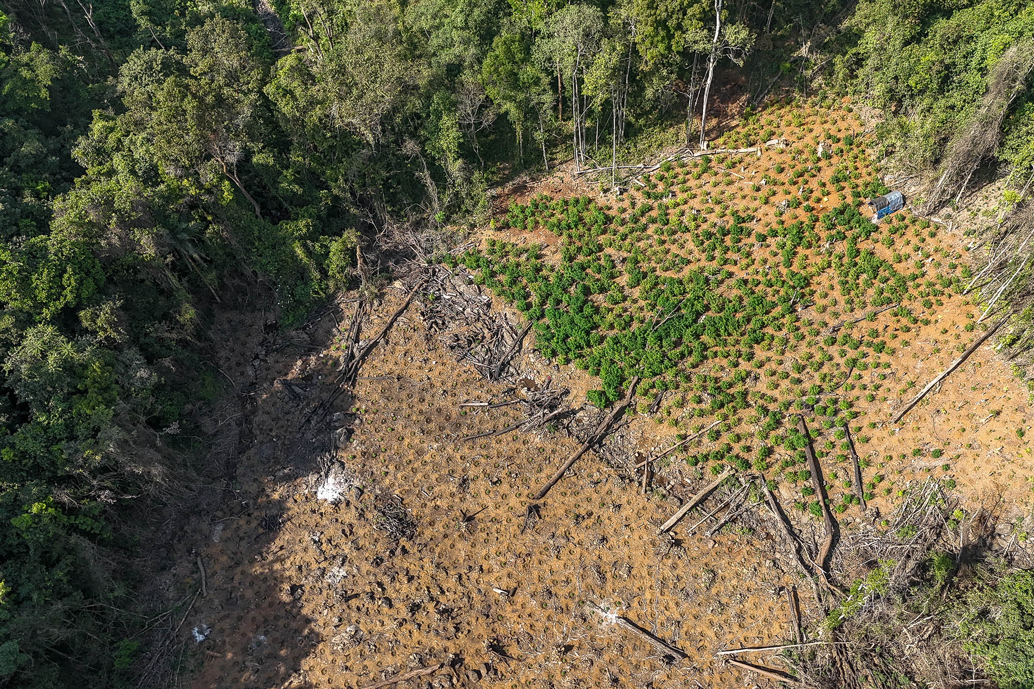 Cannabis grows where trees once stood