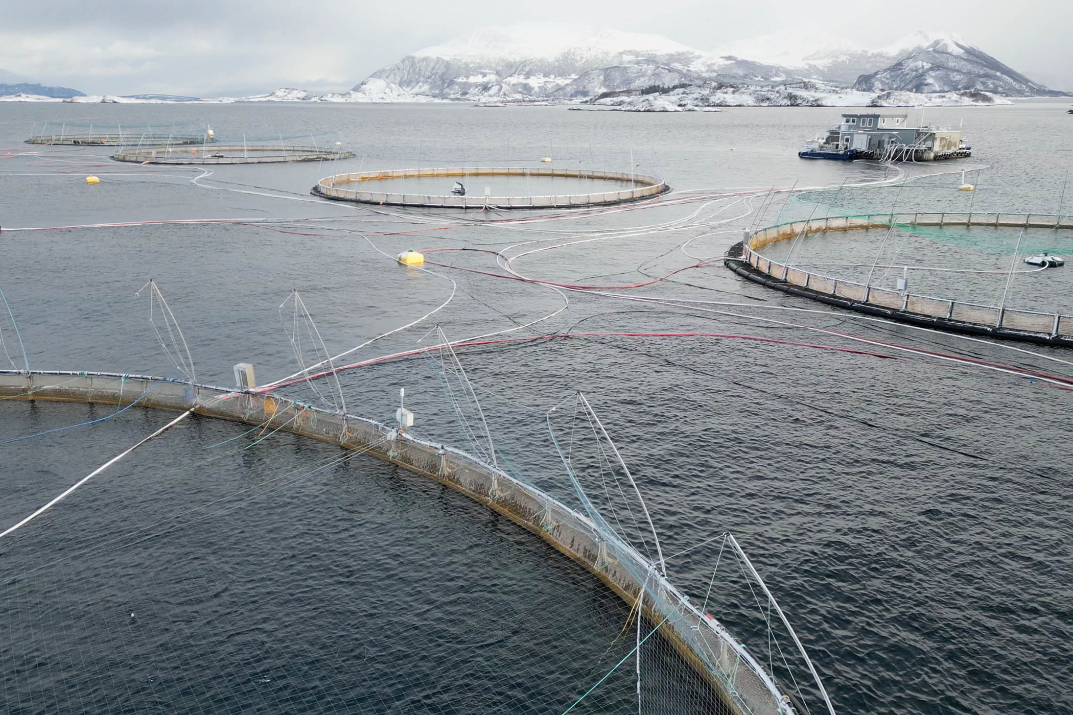 ‘Sustainable’ farmed salmon is cannibalising the world’s wild fish