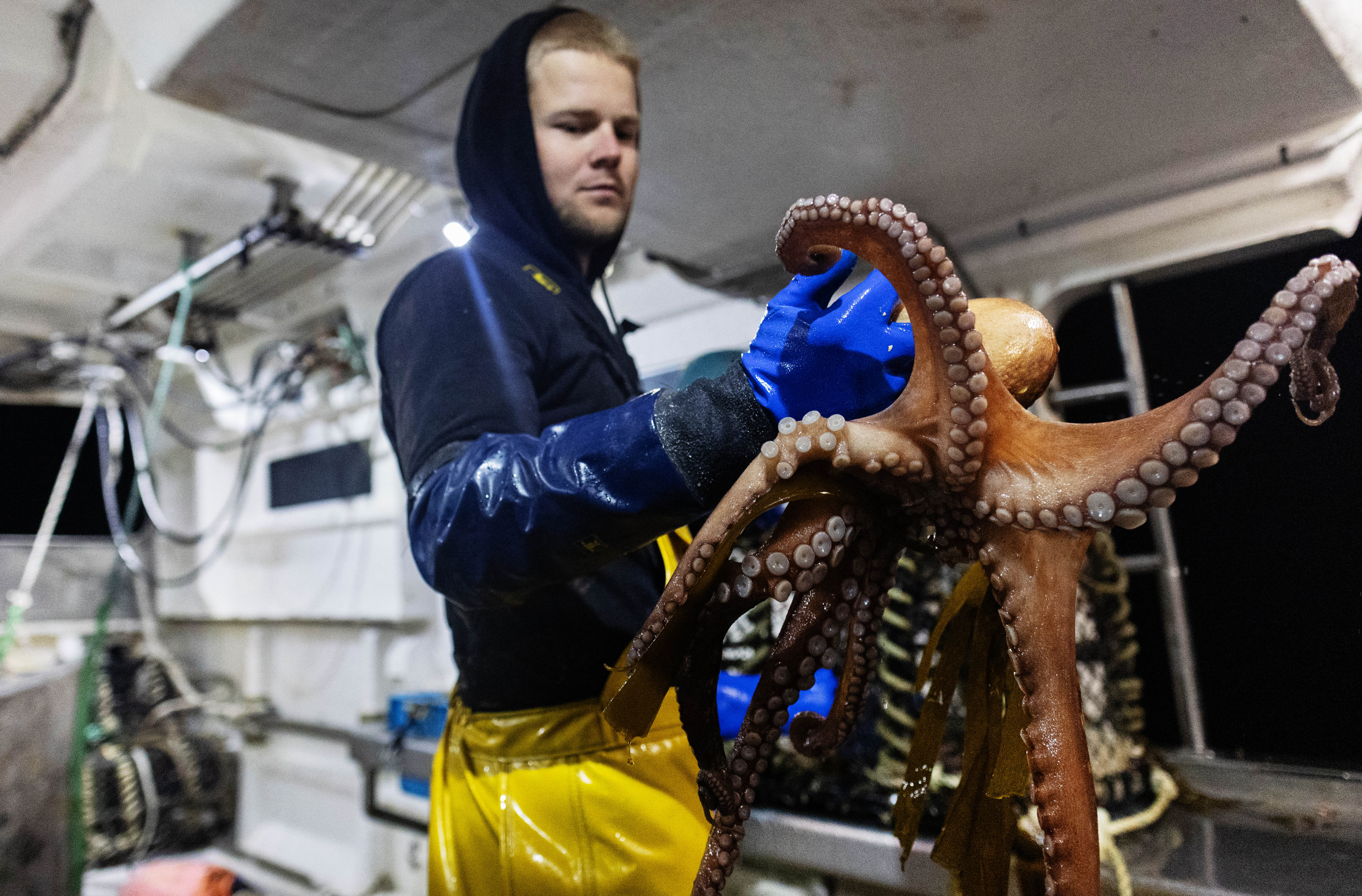 An octopus surge is reshaping England’s coastal waters