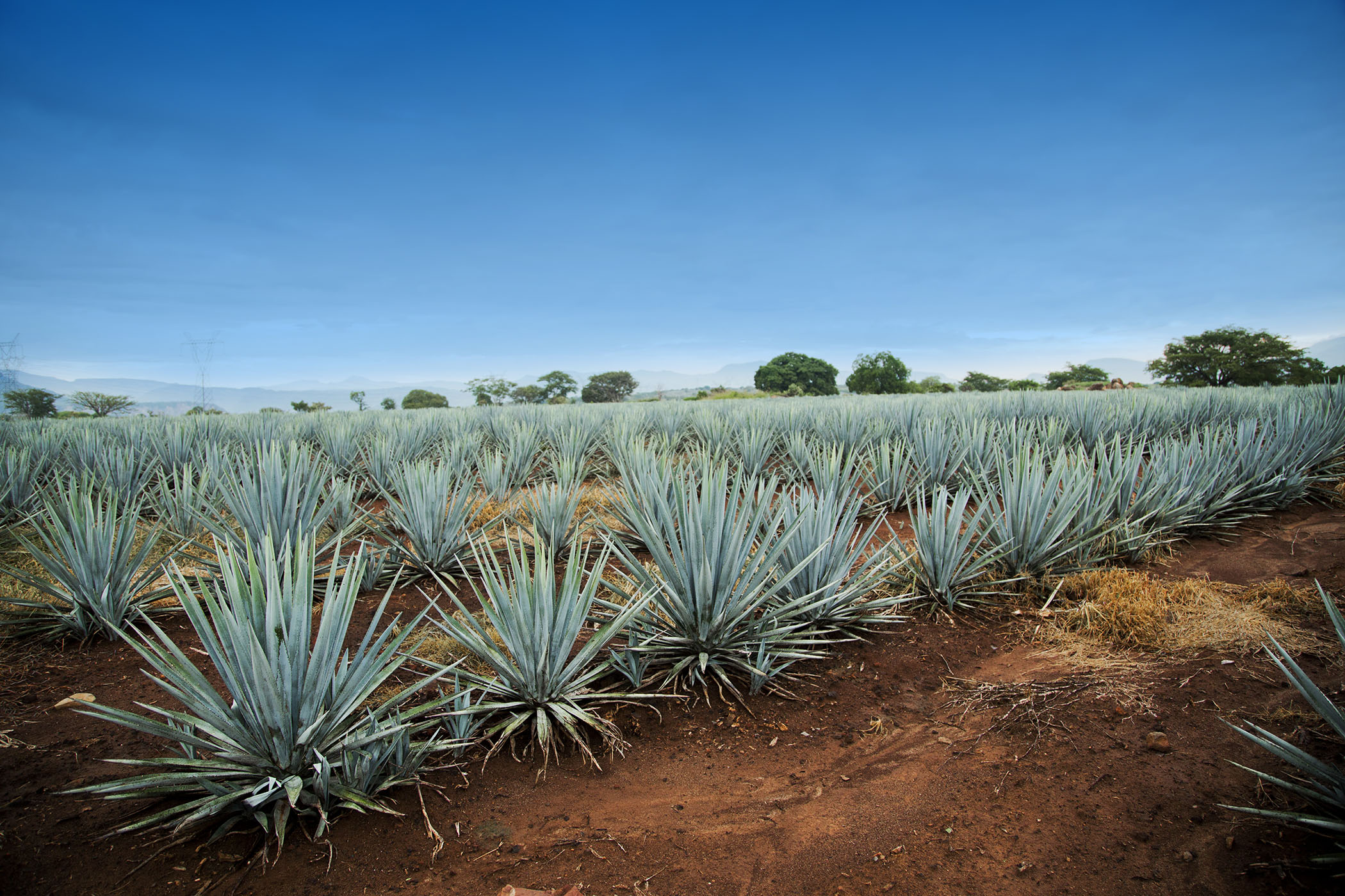 In good spirits: the true magic of mezcal