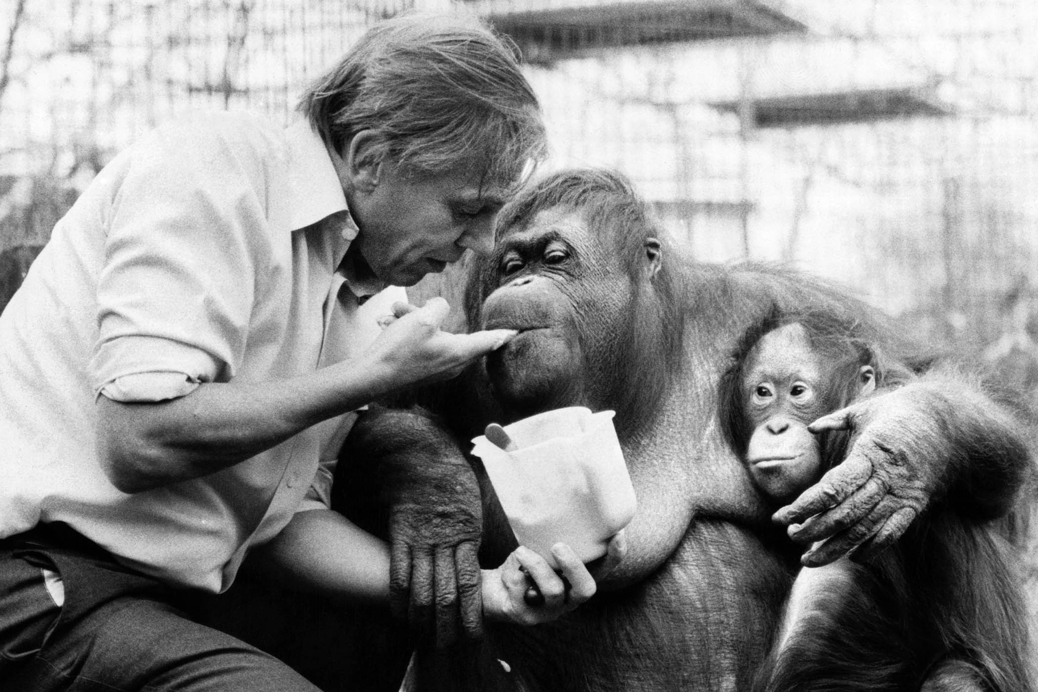 David Attenborough meets an orangutan and her baby at London zoo, April 1982