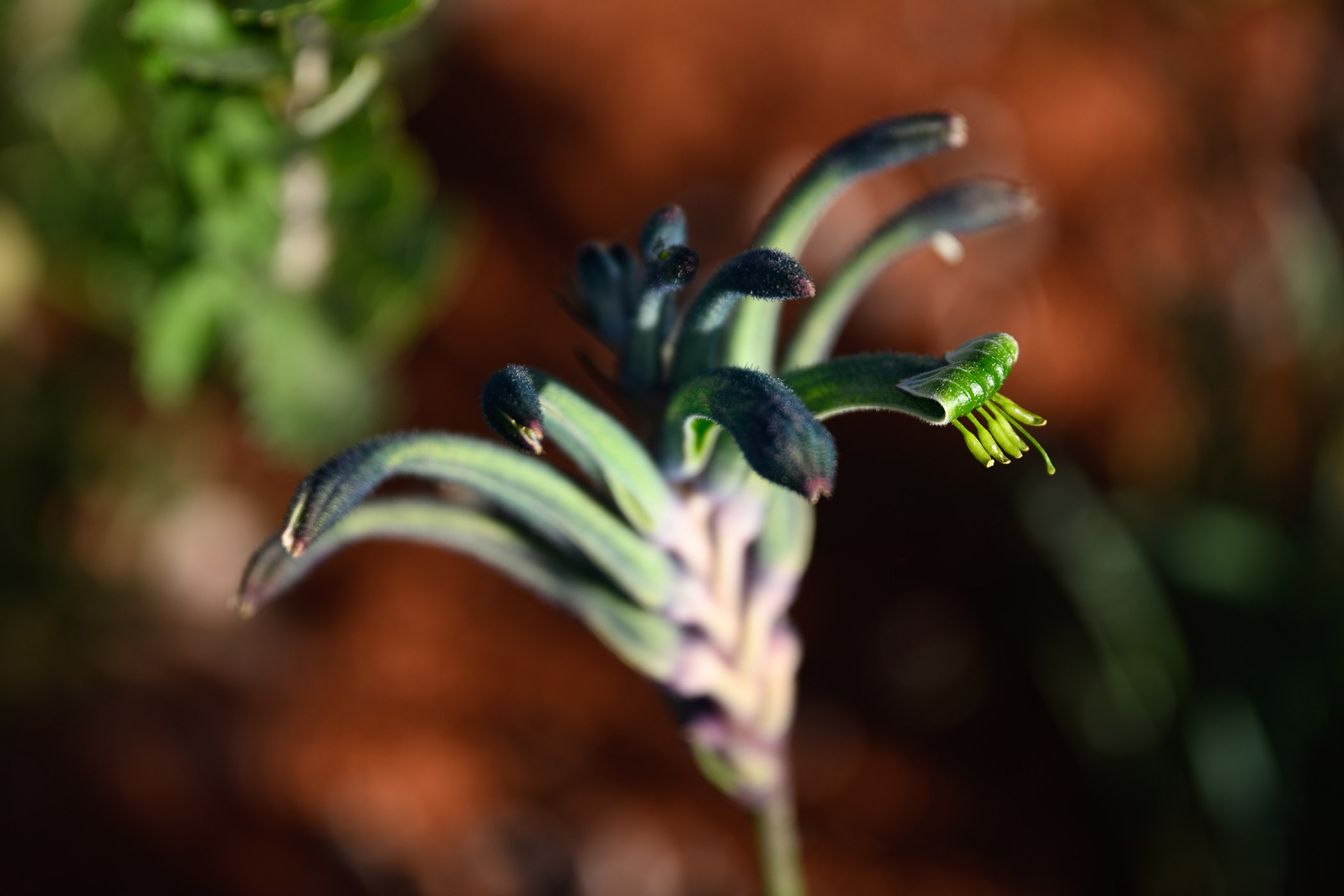 Close up shot of kangaroo paw