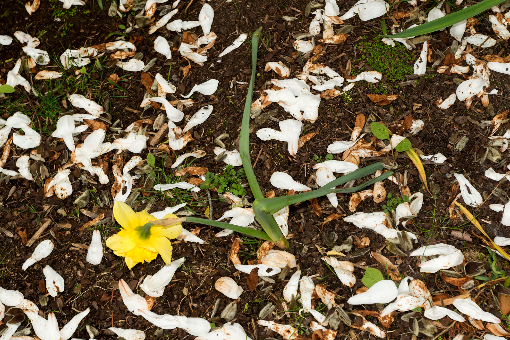 Poetry books of the month: bullets and blooms