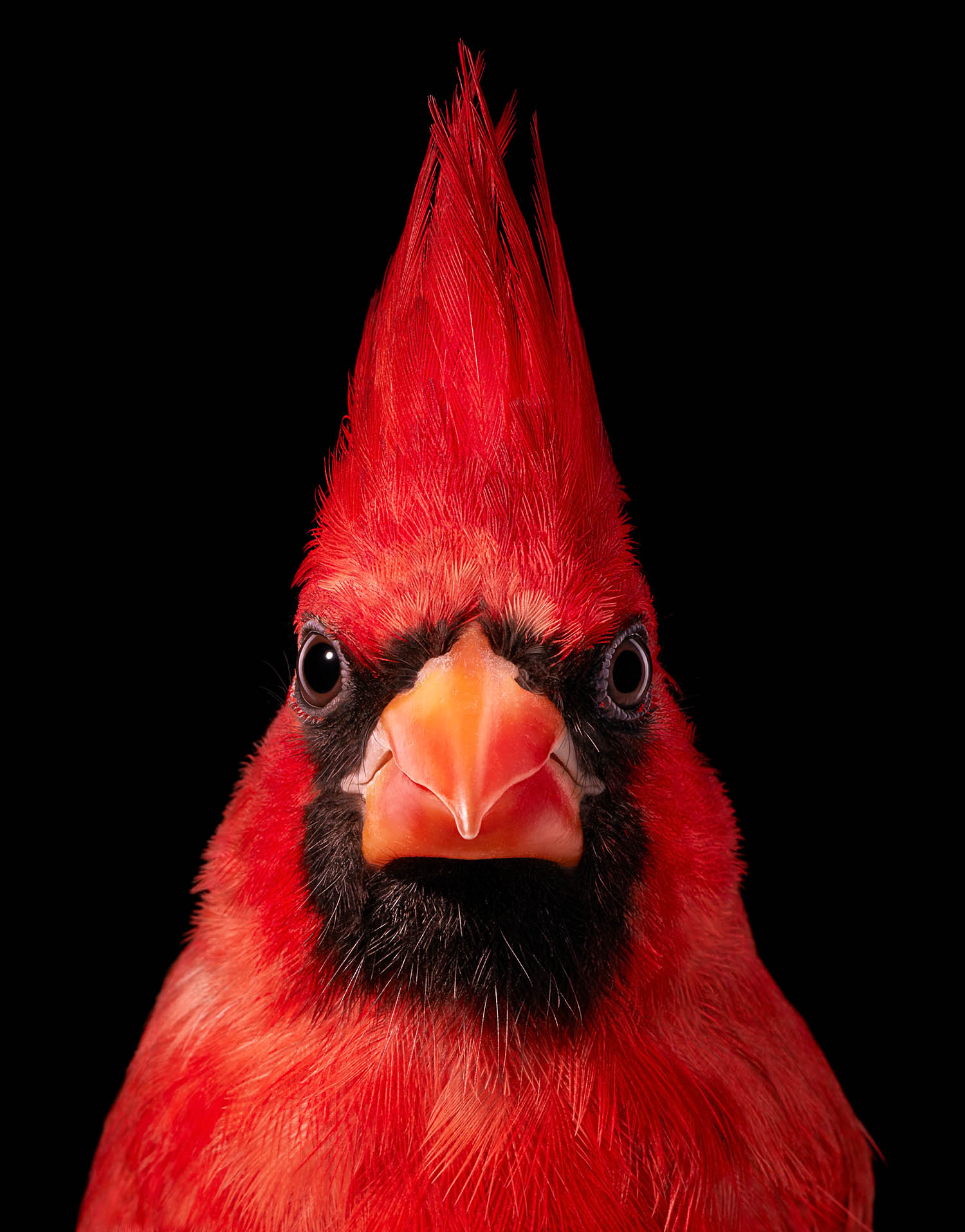 The big picture: Tim Flach’s angry bird