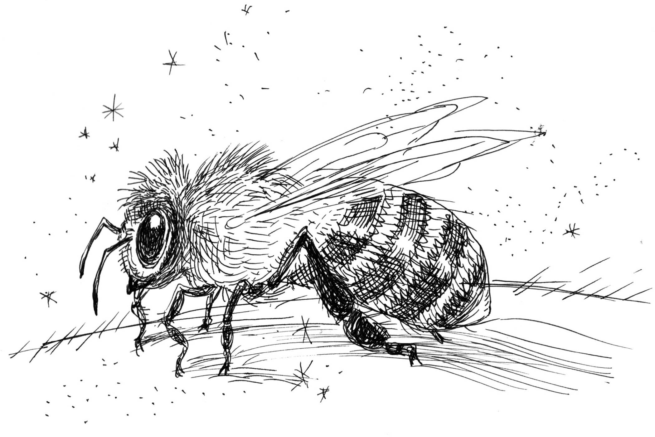 The Sunday Poem: [& when the bees] by heidi andrea restrepo rhodes