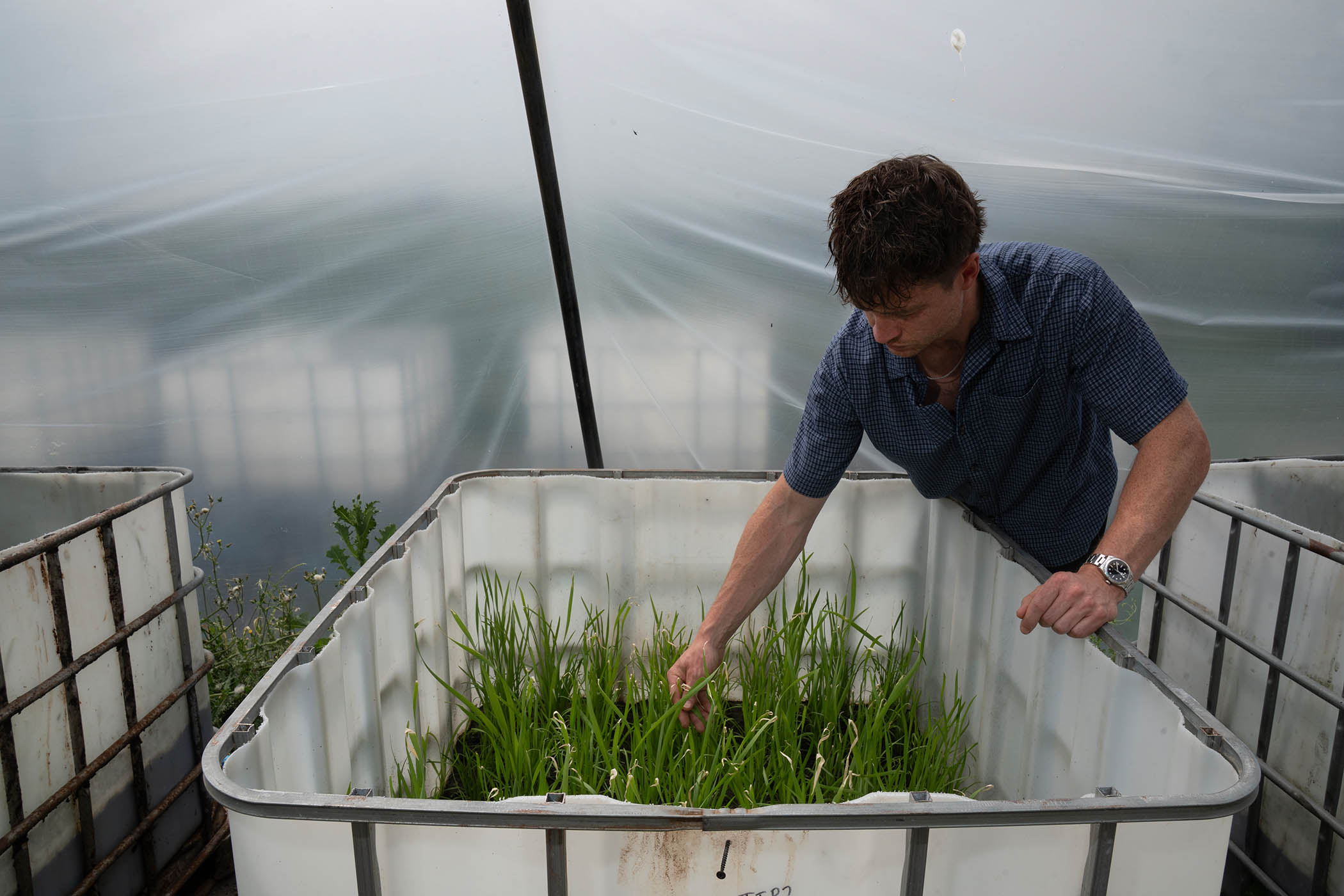 Austin Shepherd checks on bulrush seedling in a polly tunnel.