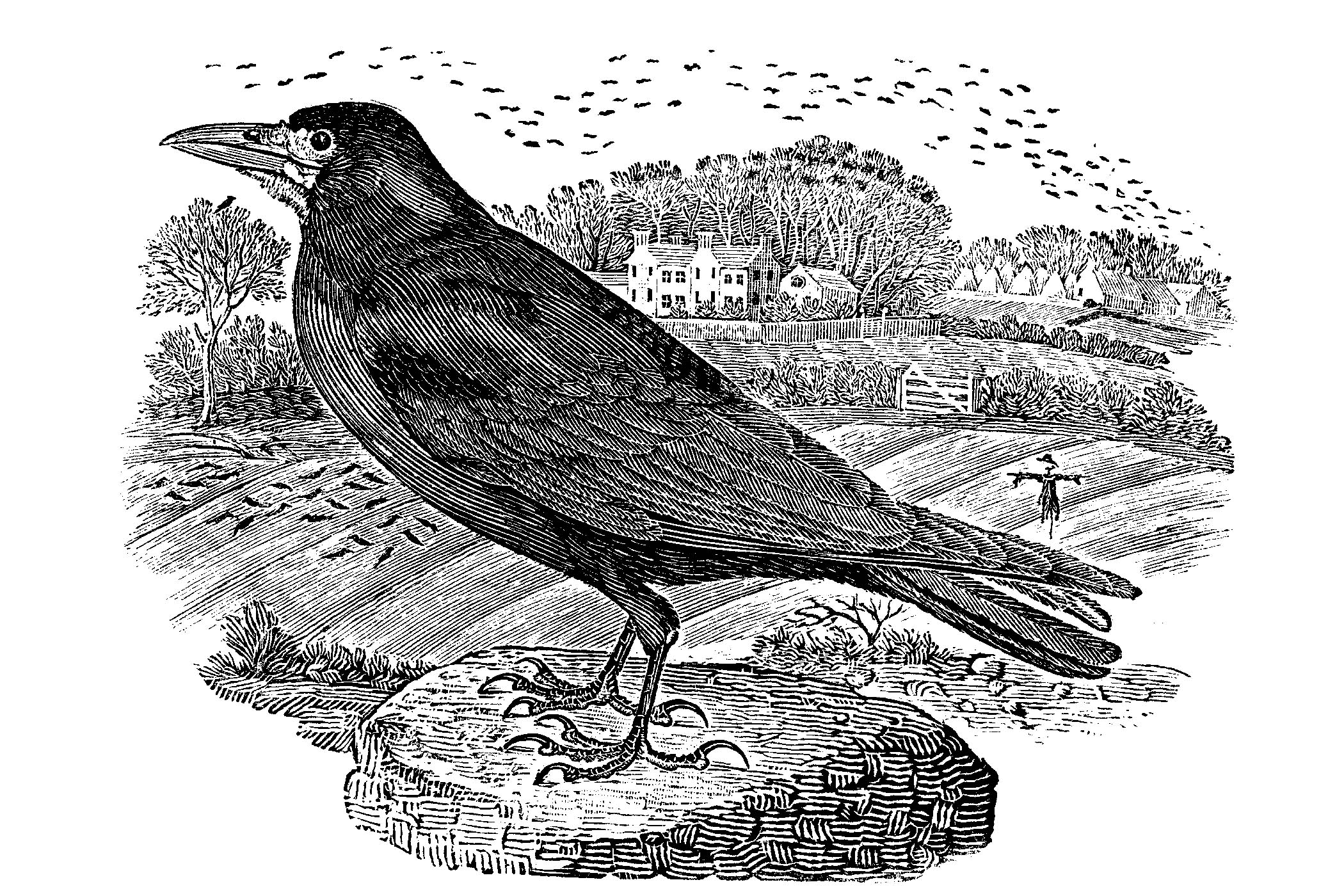 The Rook by Thomas Bewick
