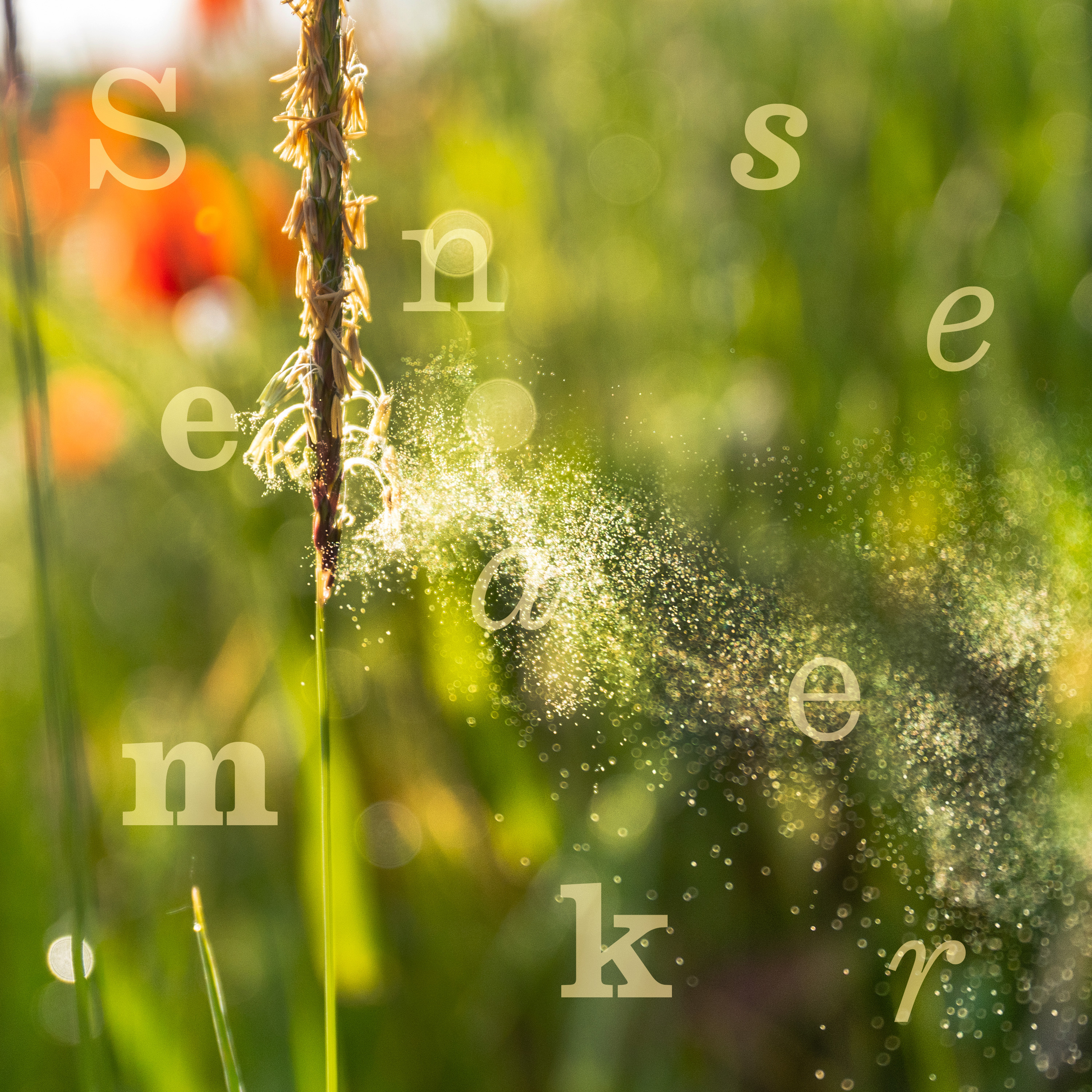 Why your hayfever is getting worse