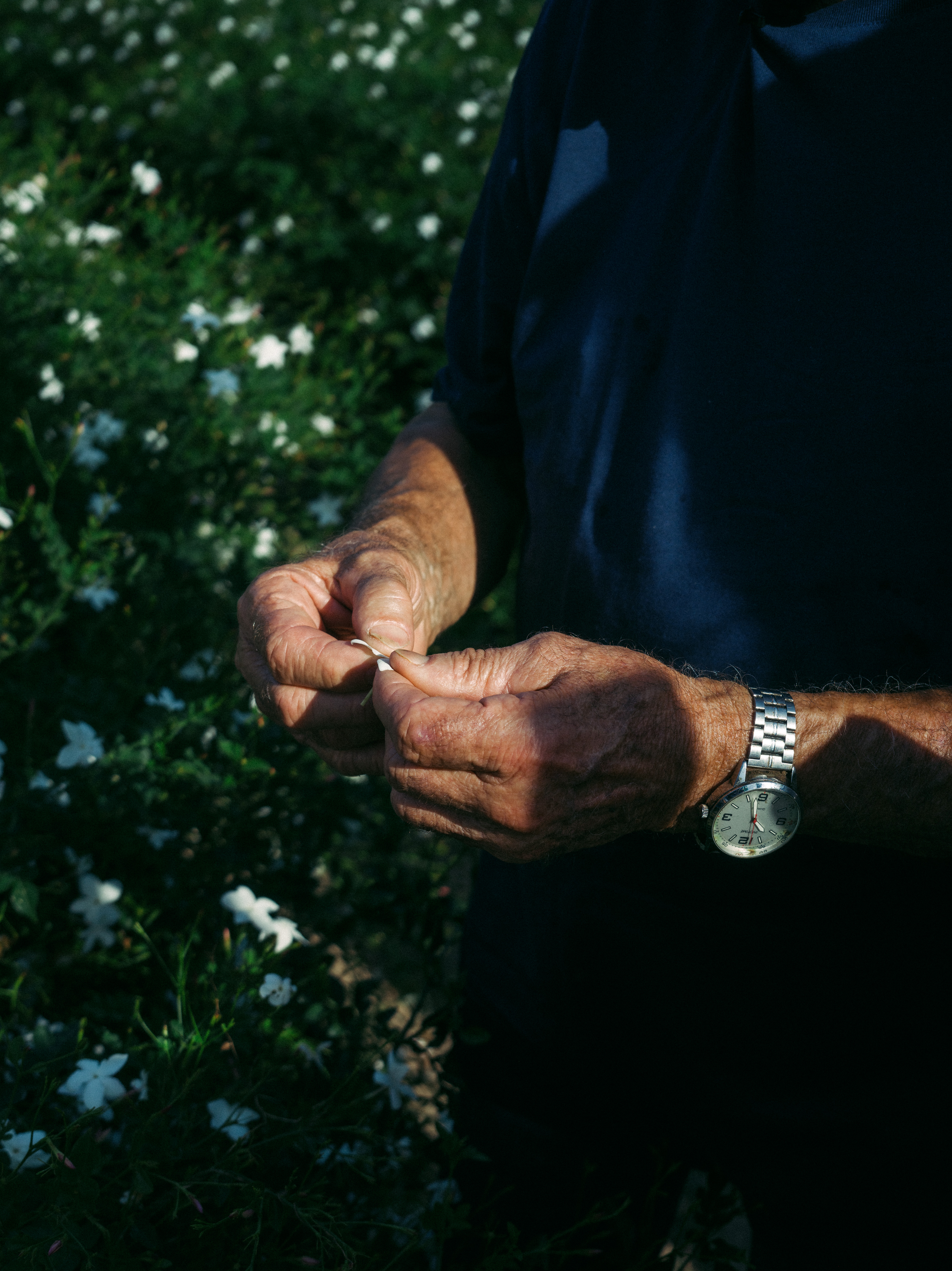Outstanding in his field: Joseph Mul holding jasmine petals
