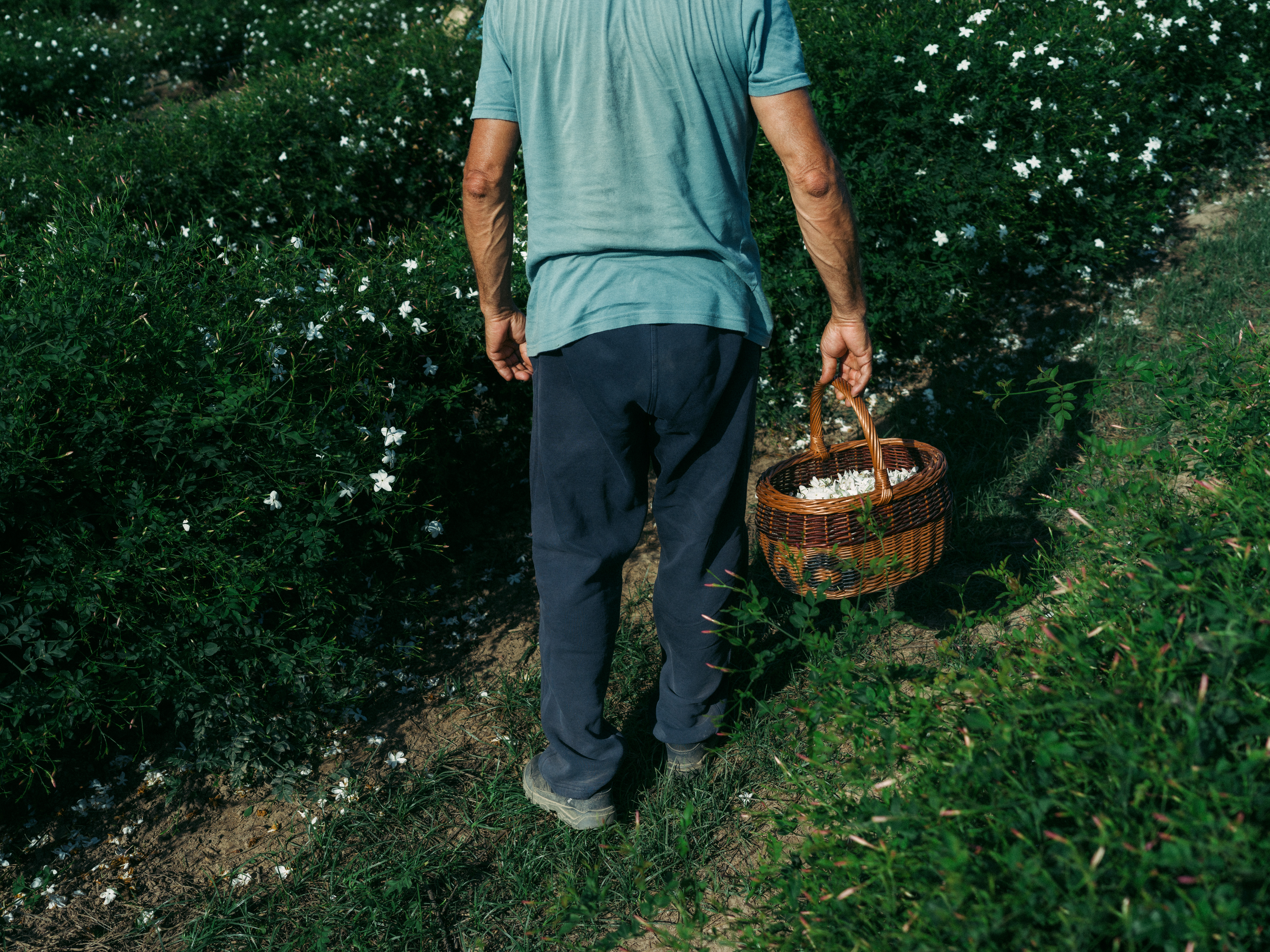 'From August, we need to collect the flowers daily': pickers at work