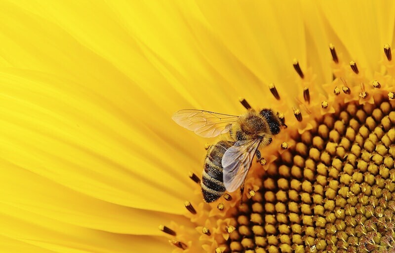 Watch: the Great British honey scandal